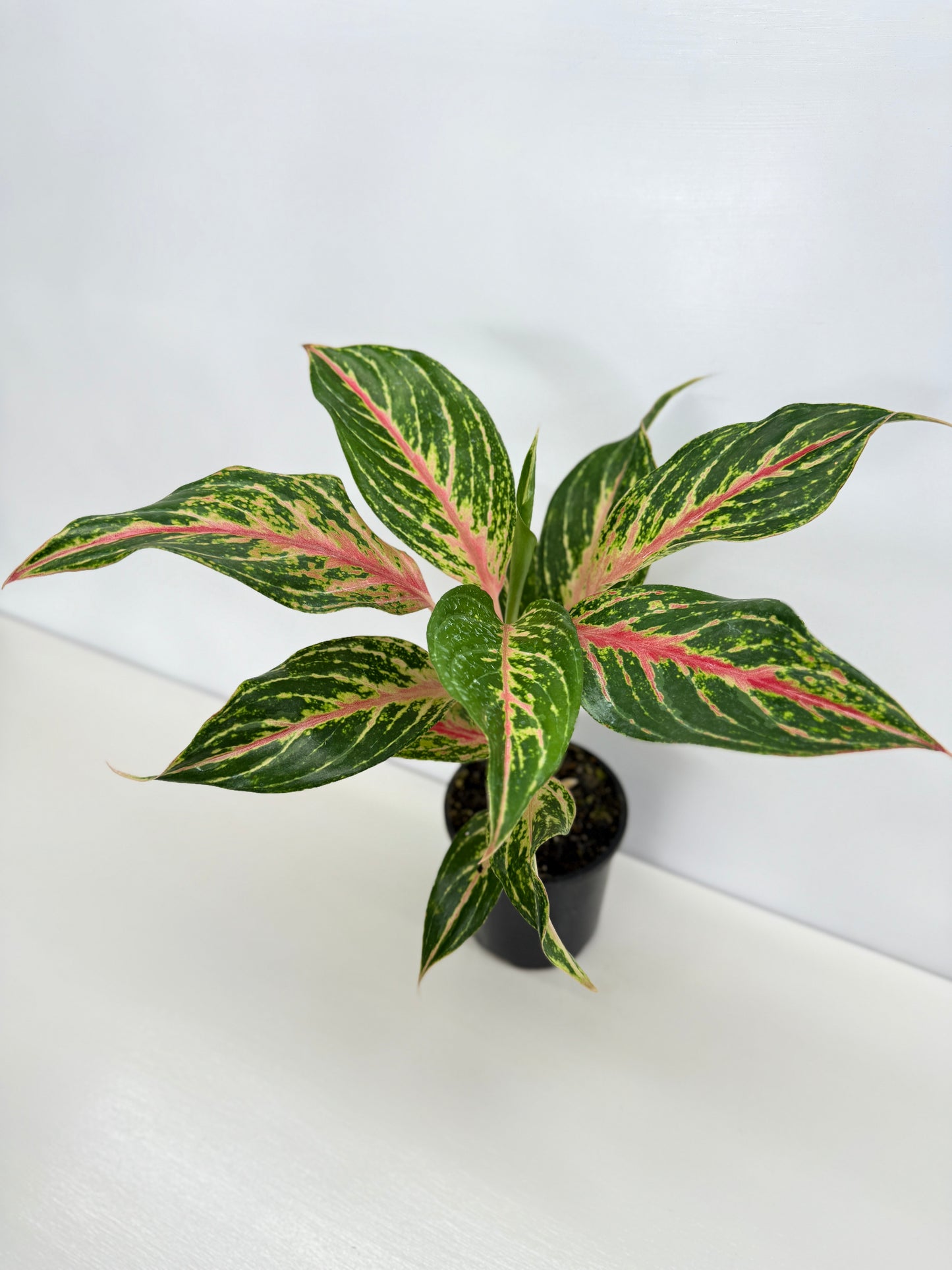 Aglaonema Night Sparkle - Best Pick of the Crop!