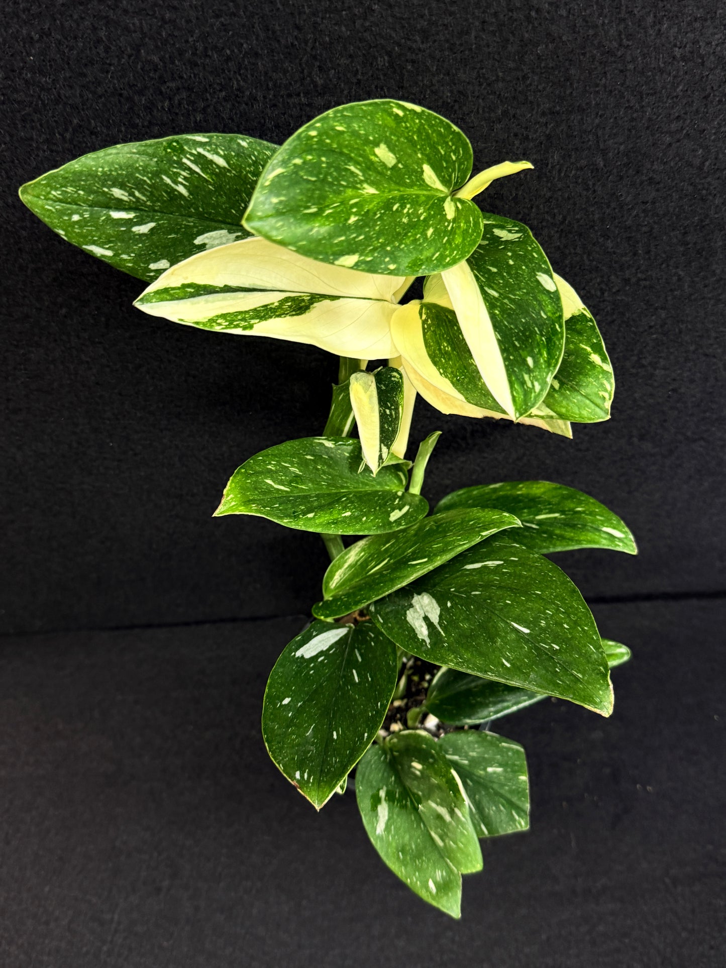 Monstera standleyana 'Albo' C39