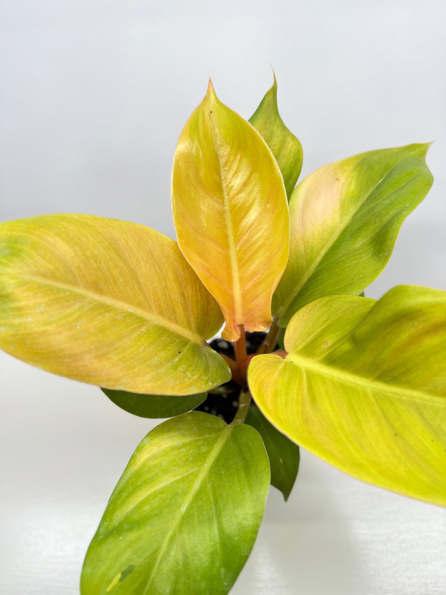 Philodendron Imperial Gold - Best Pick of the Crop!