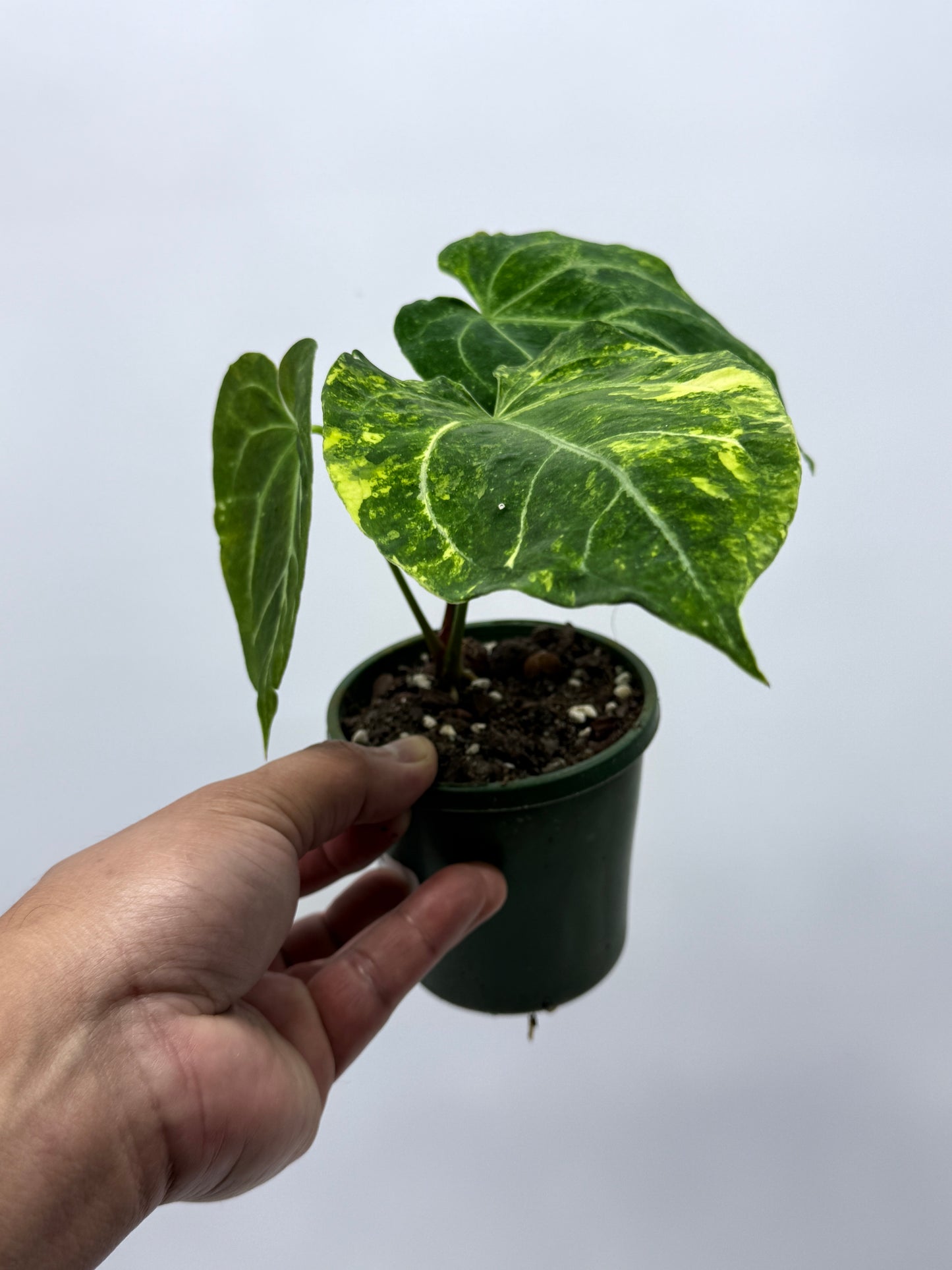 Anthurium Variegated Forgetii Hybrid P79