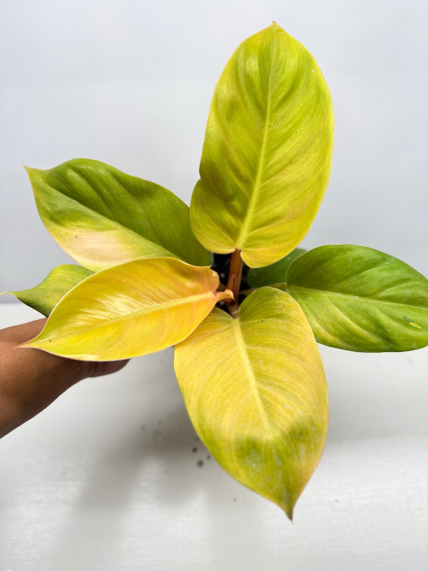 Philodendron Imperial Gold - Best Pick of the Crop!