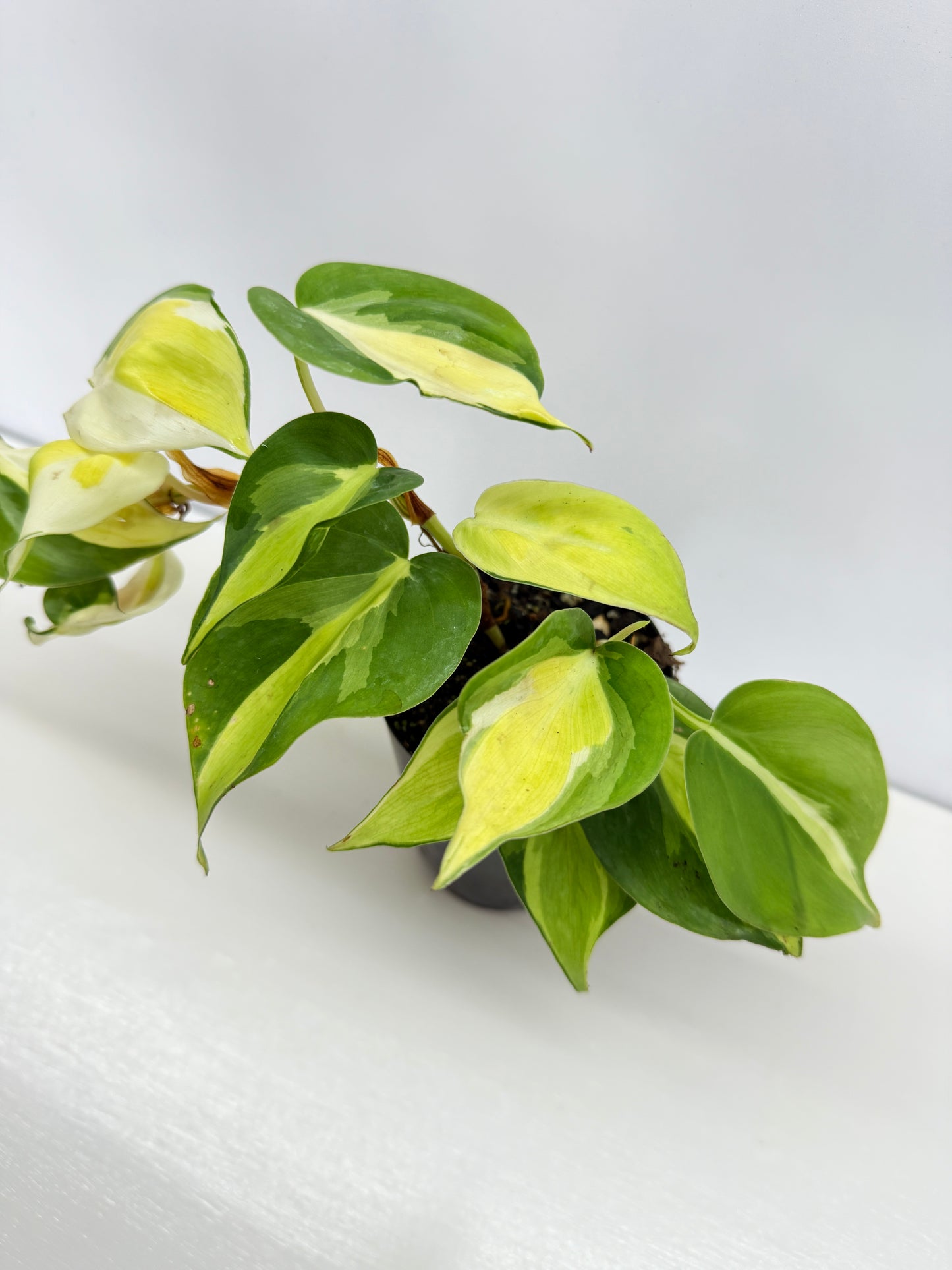 Philodendron Cream Splash - Best Pick of the Crop!