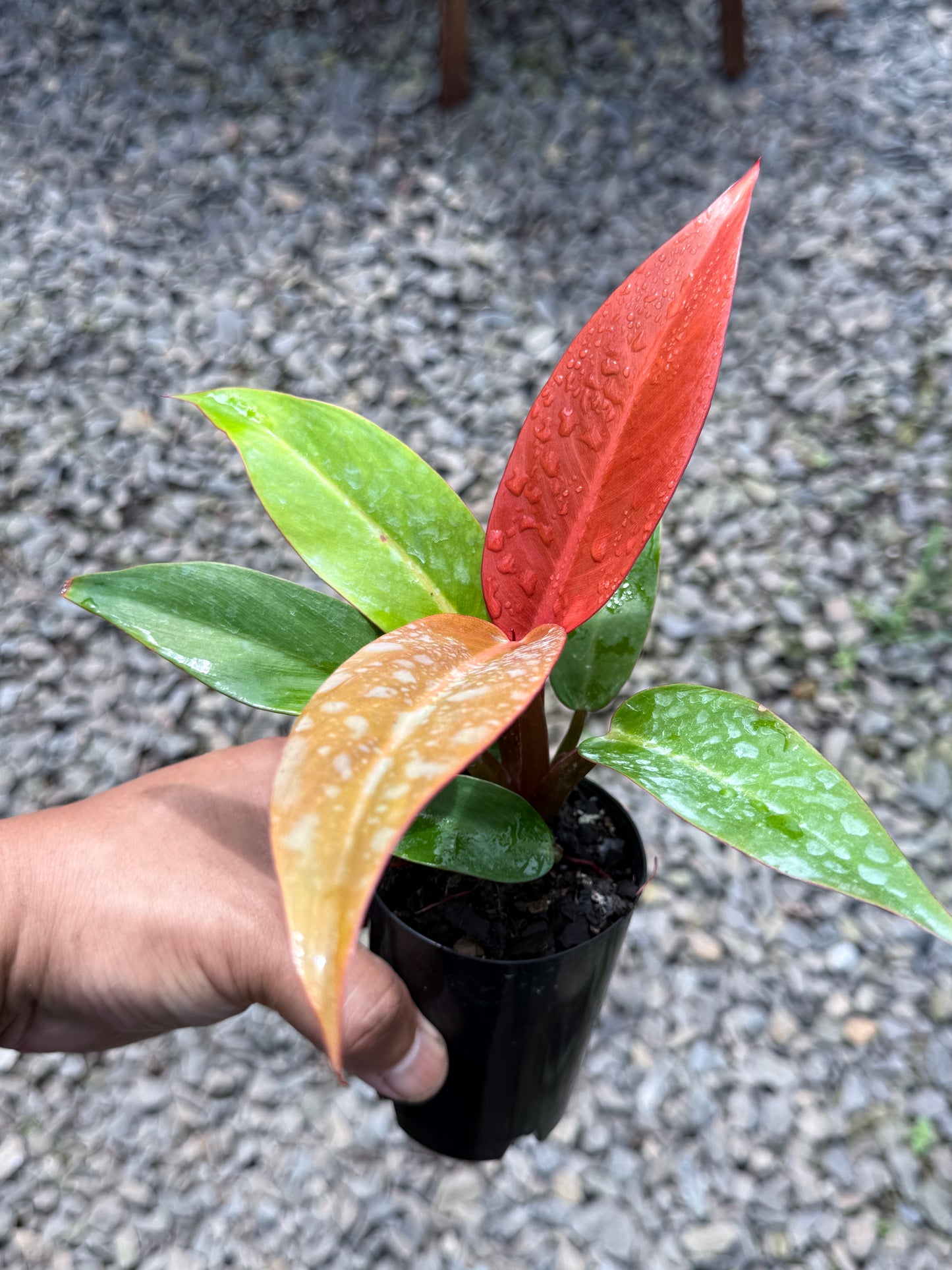 Philodendron Red Sun (75mm Pot)