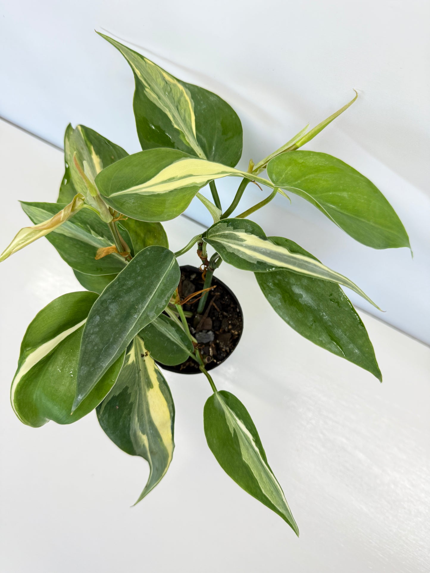 Philodendron hederaceum Rio - Best Pick of the Crop!