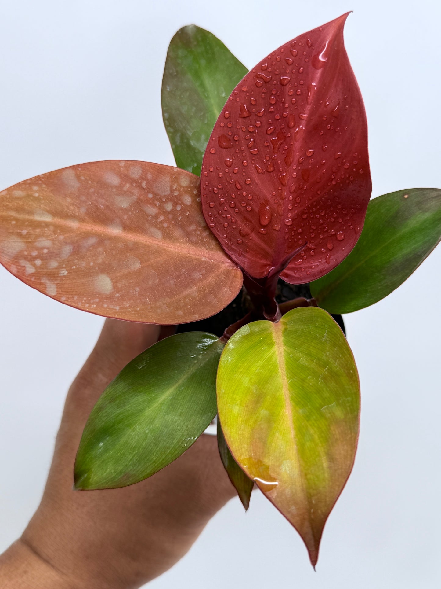 Philodendron Cherry Red (75mm Pot)