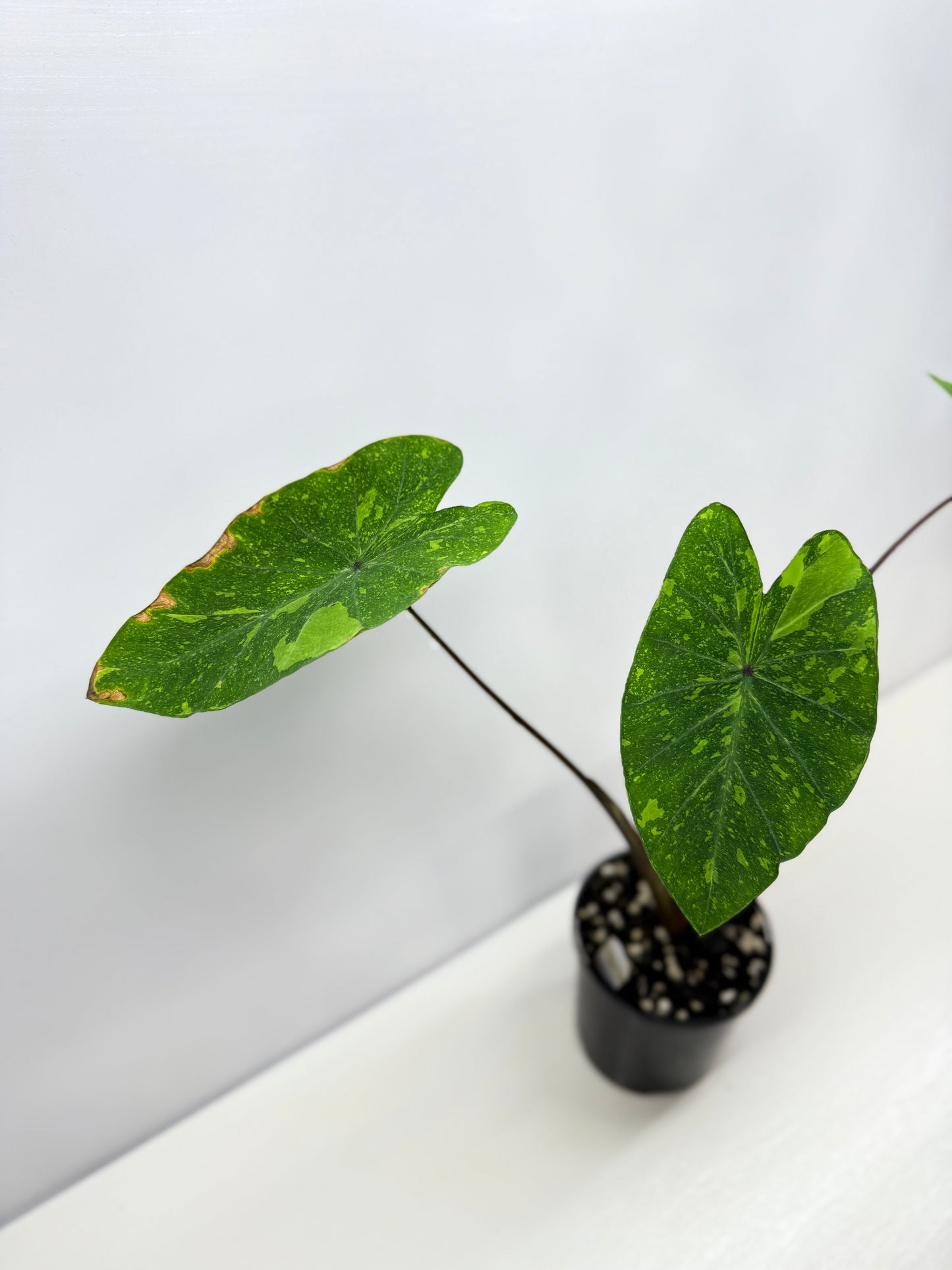 Colocasia Lemon Lime Gecko - Best Pick of the Crop!