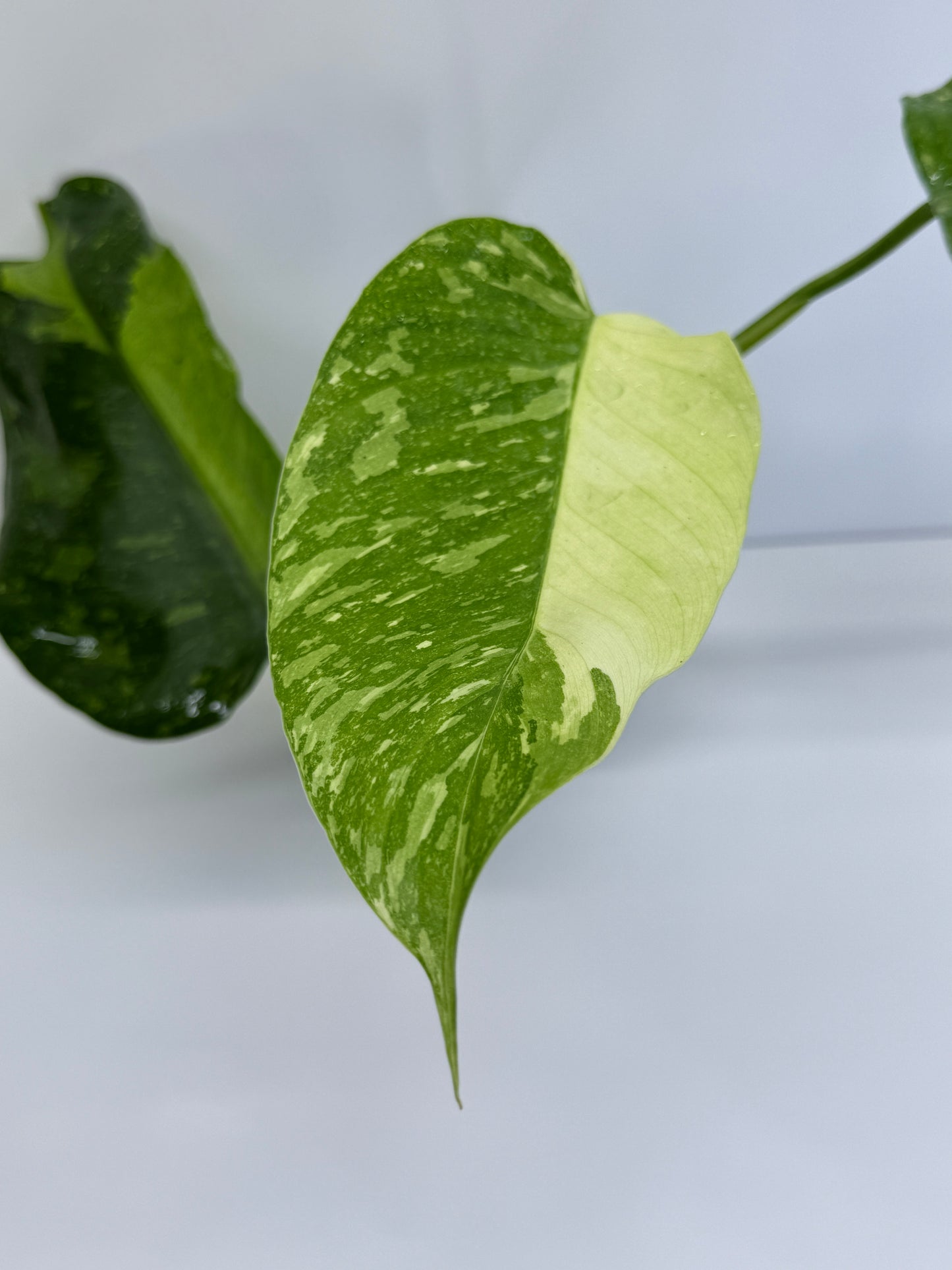 Philodendron Jose Buono NONTC P49