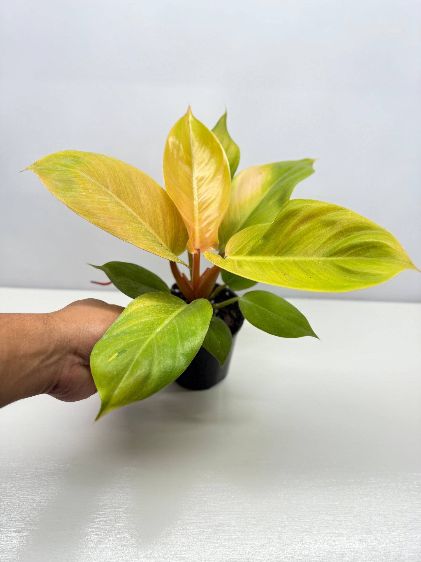 Philodendron Imperial Gold - Best Pick of the Crop!