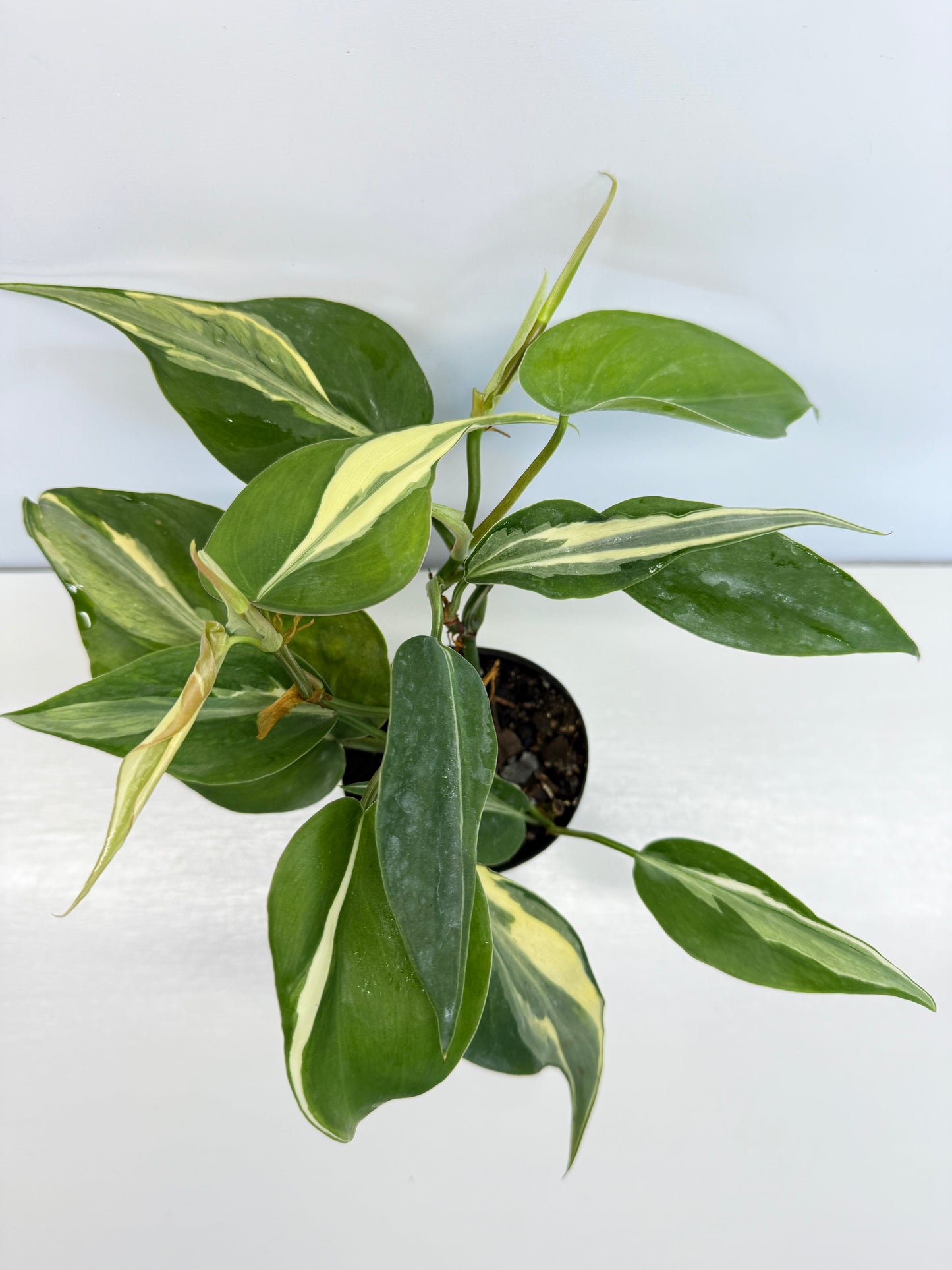 Philodendron hederaceum Rio - Best Pick of the Crop!