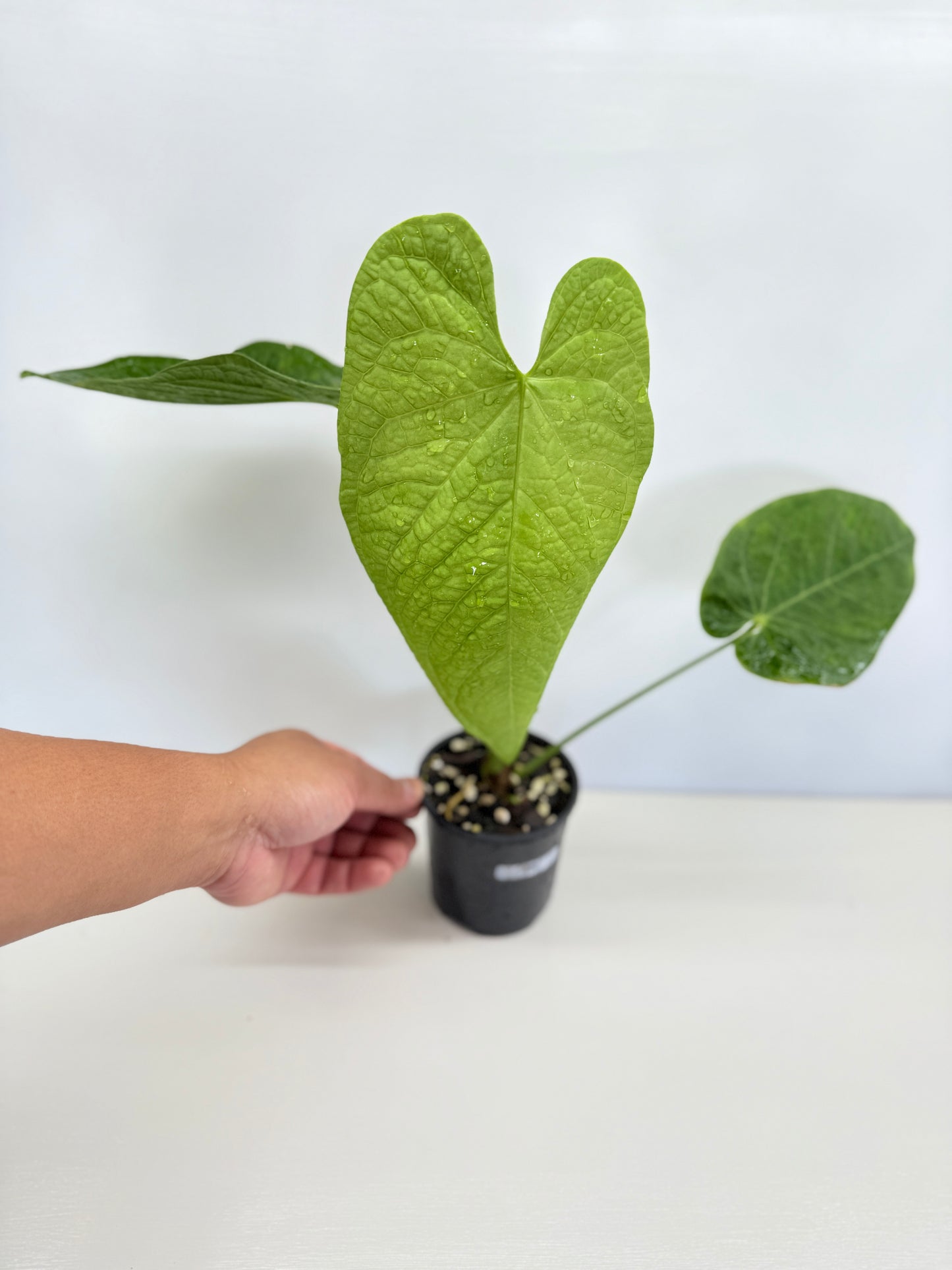 Anthurium Rotolanteum - Large Z80