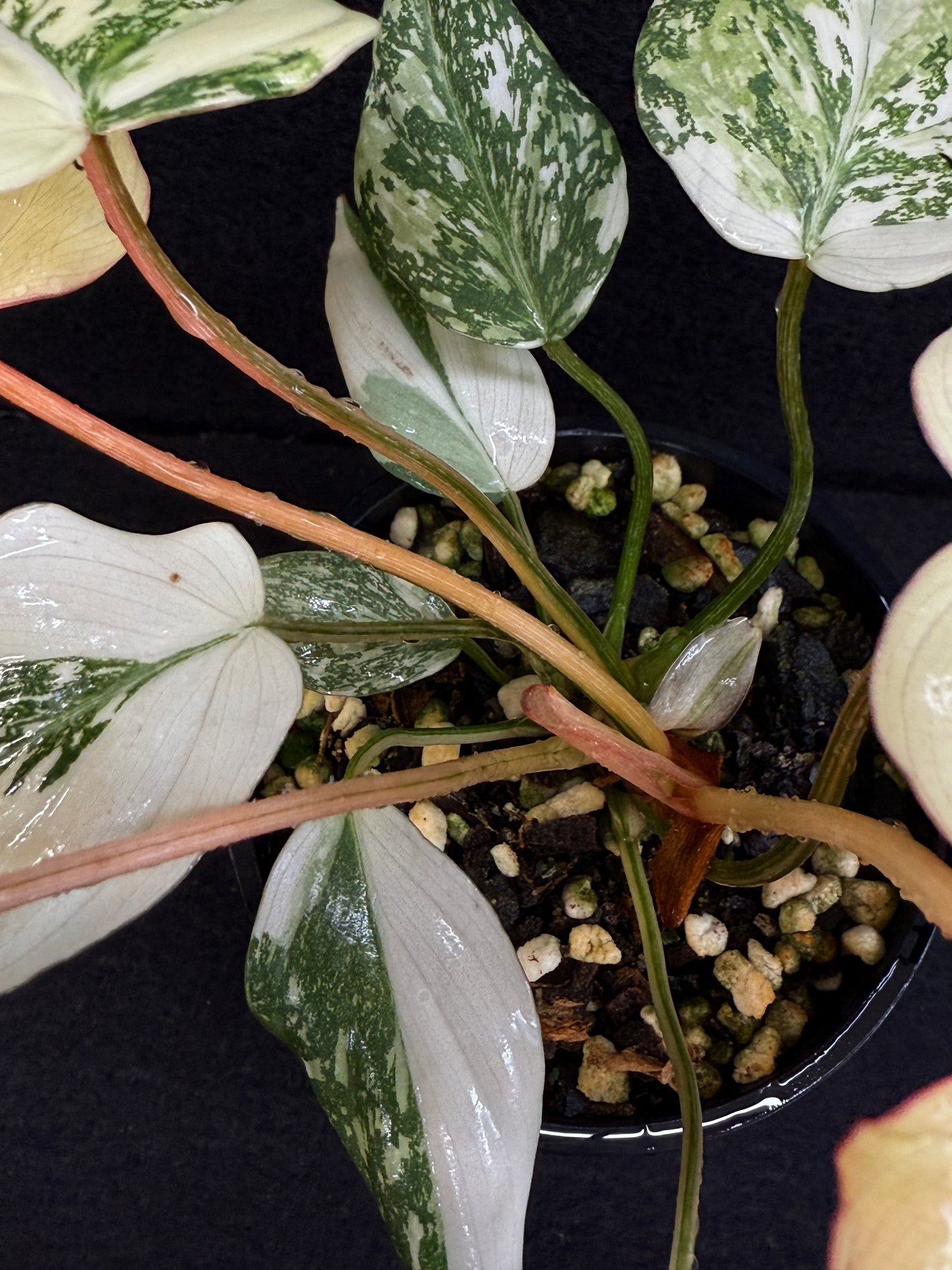 Philodendron Gloriosum Variegata C48