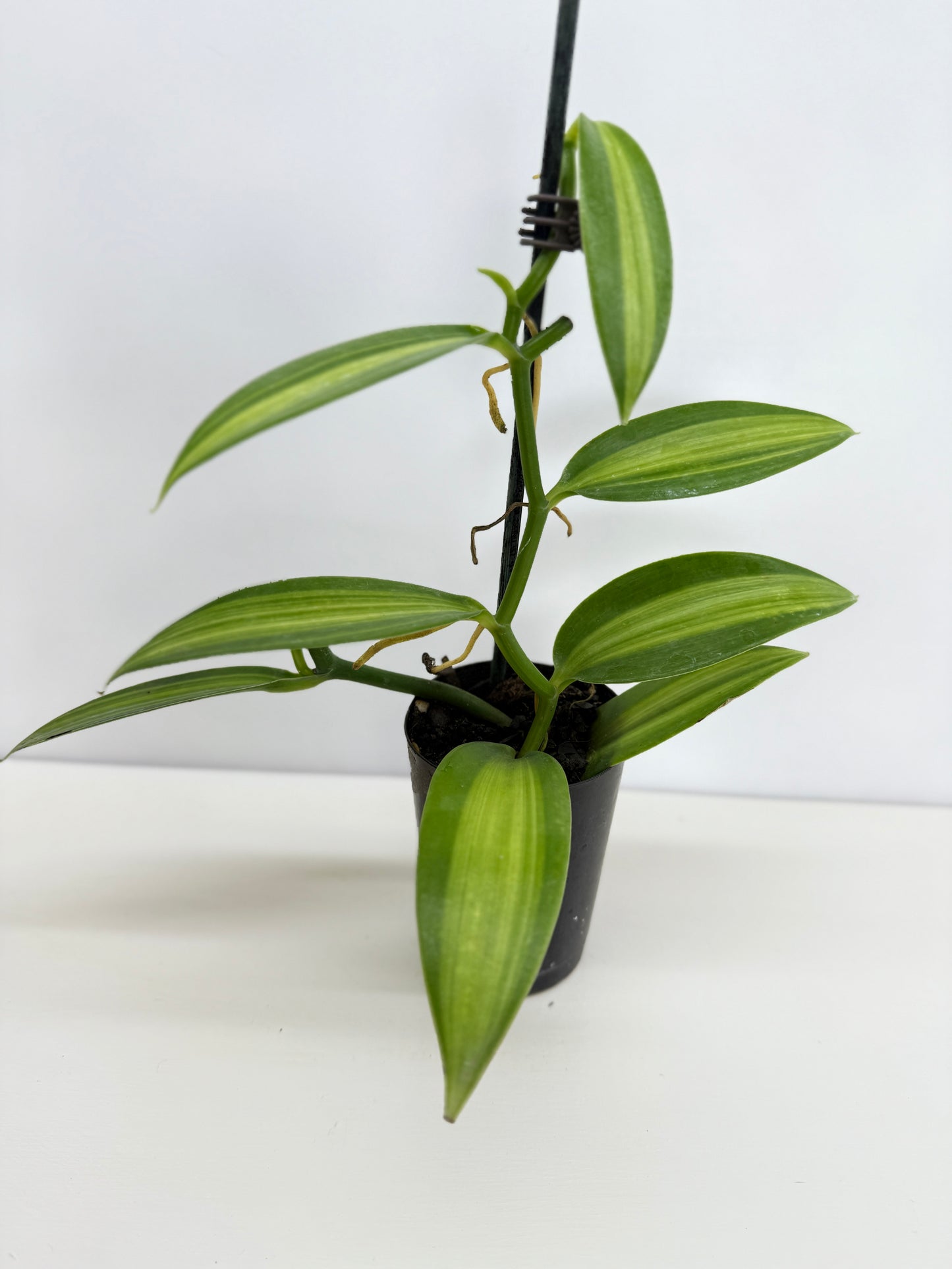 Vanilla planifolia variegata - Best Pick of the Crop!