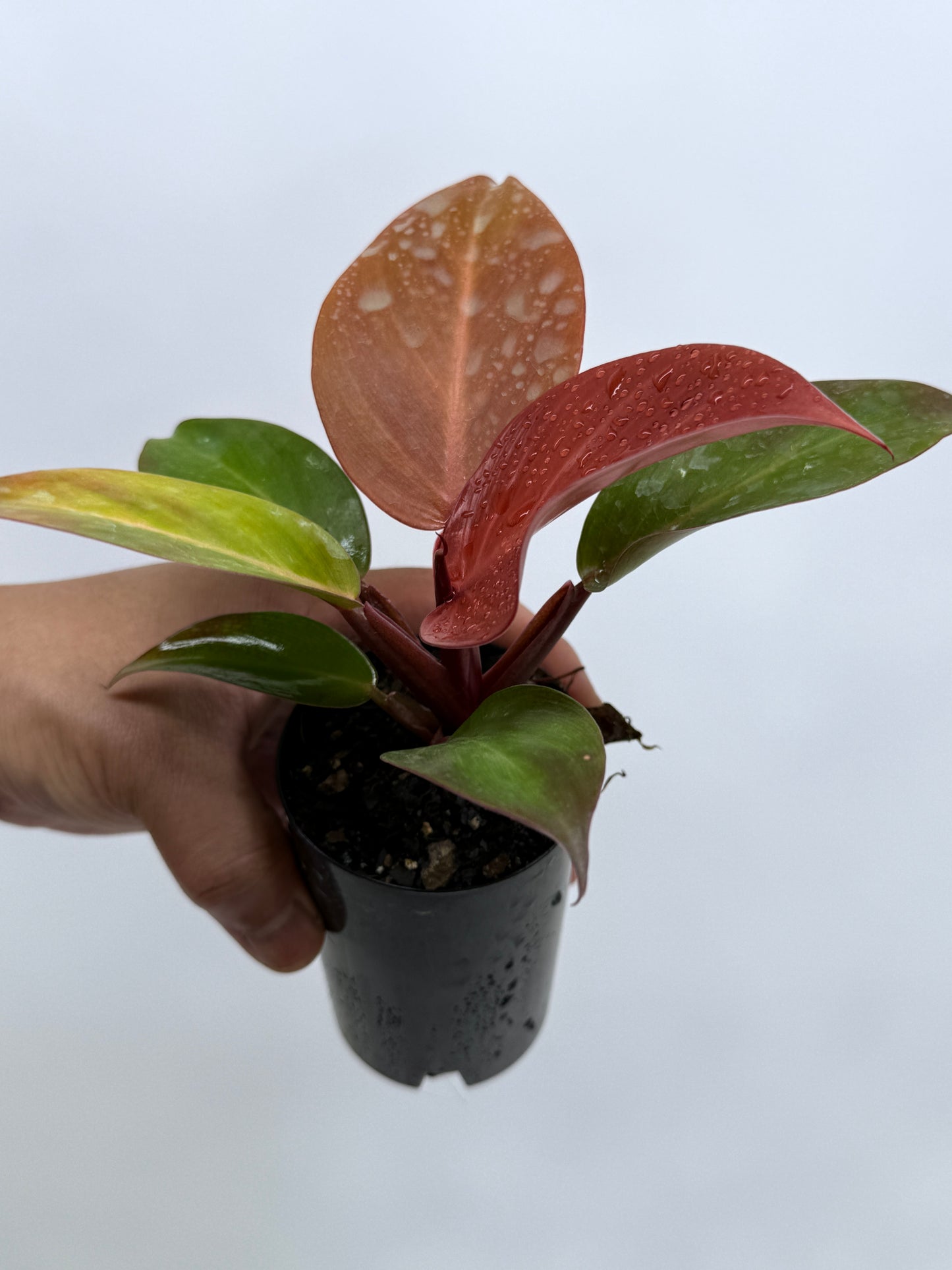 Philodendron Cherry Red (75mm Pot)