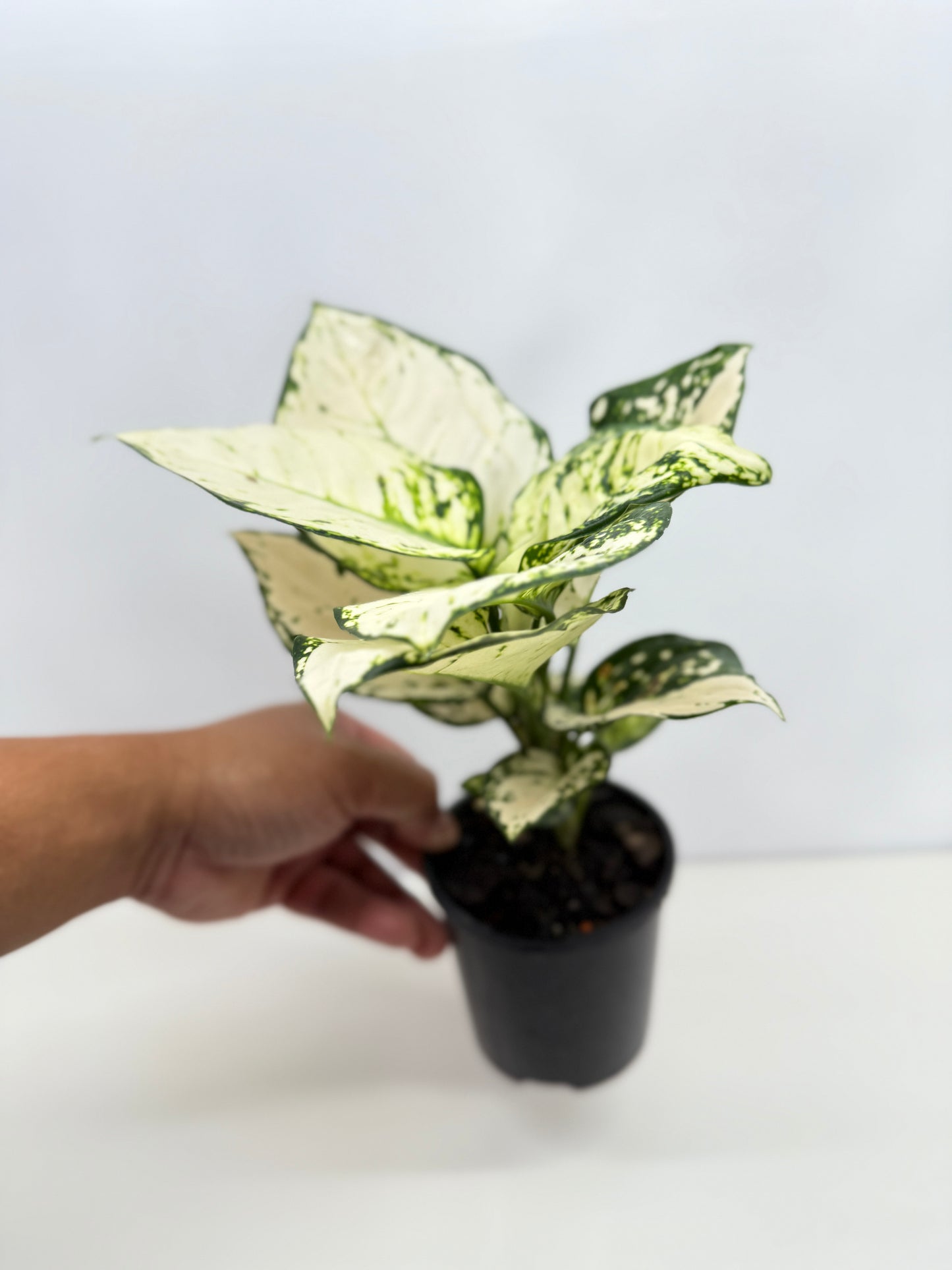 Aglaonema Super White - Best Pick of the Crop!