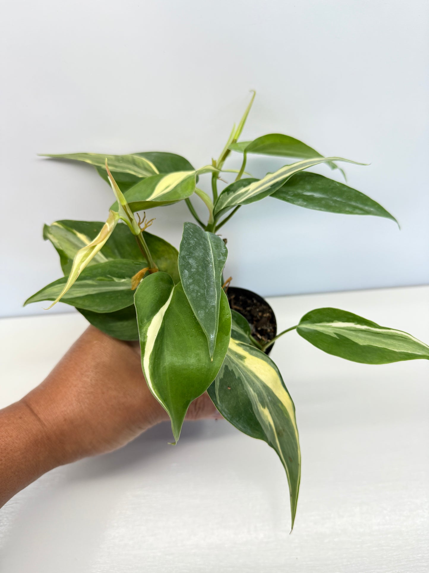 Philodendron hederaceum Rio - Best Pick of the Crop!