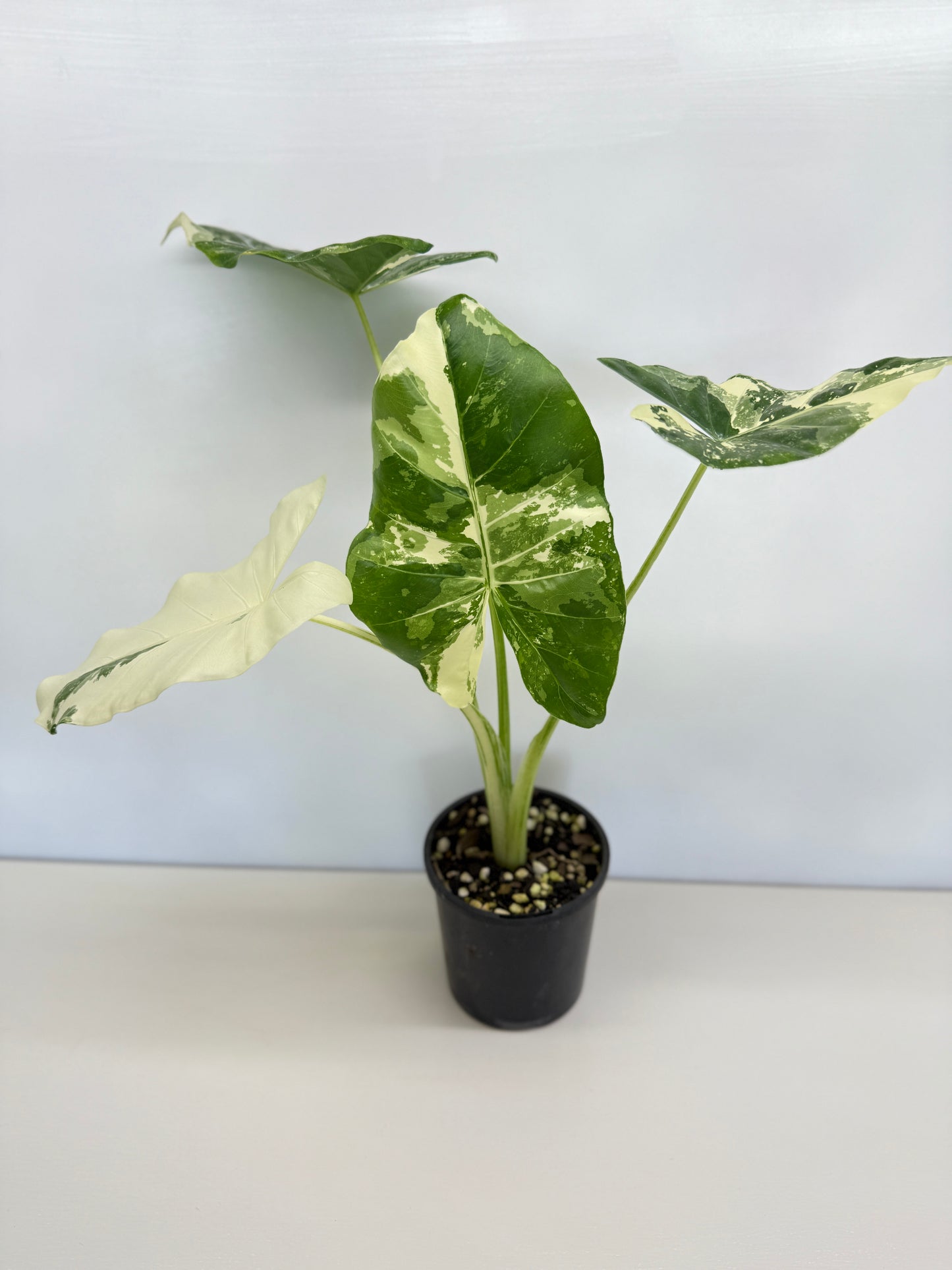 Alocasia Macrorrhiza Variegata - Best Pick of the Crop!