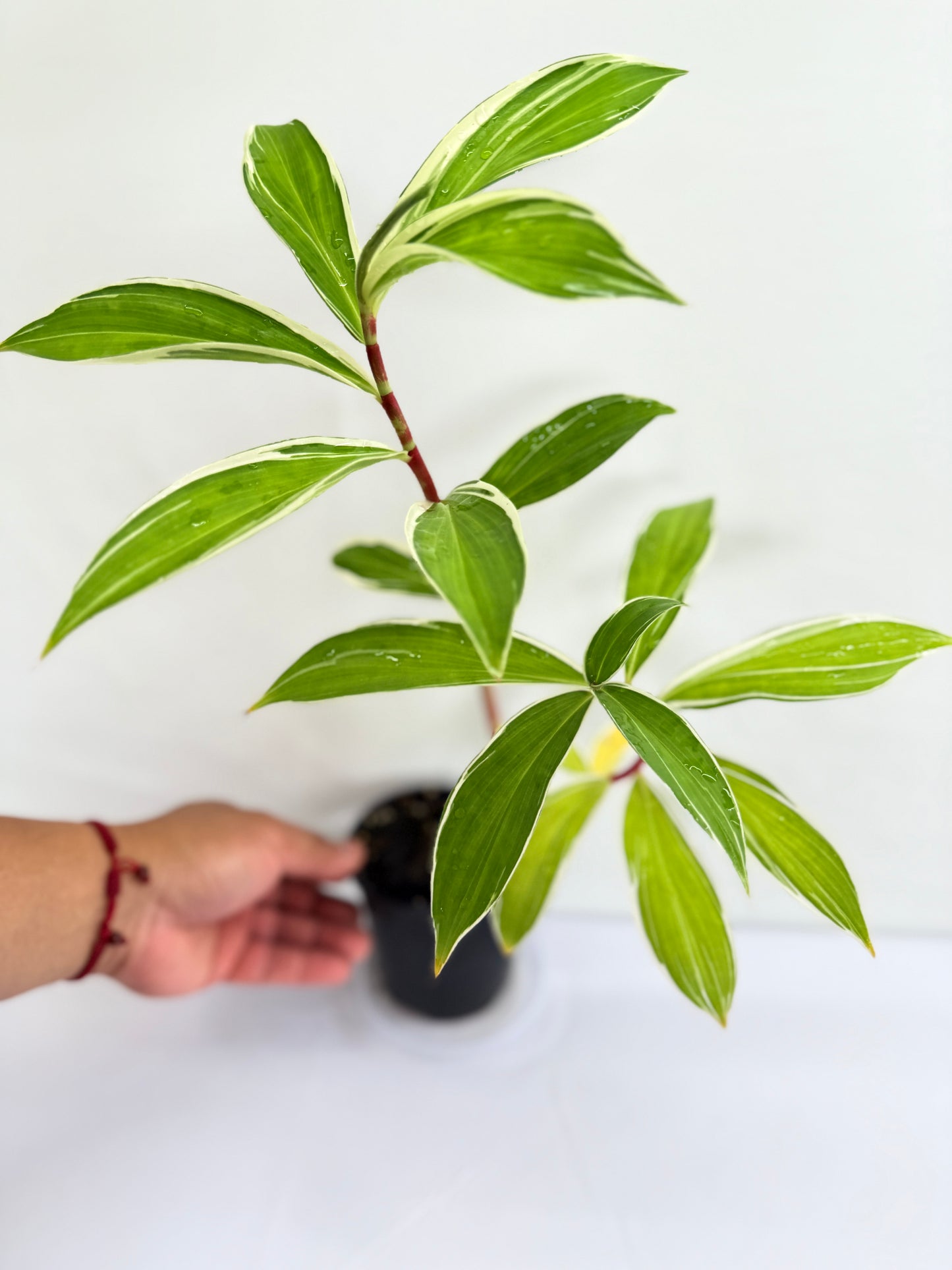 Cheilocostus speciosus 'Variegated Crepe Ginger' - Best Plant in Stock.