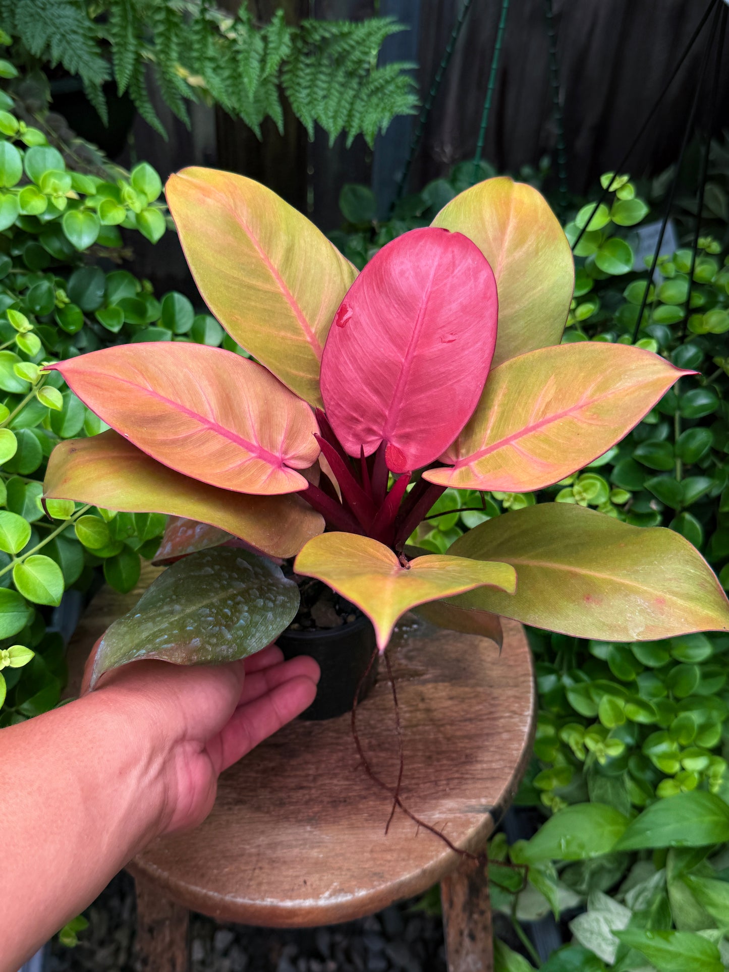 Philodendron 'Blood Luna' - Best Plant in Stock.