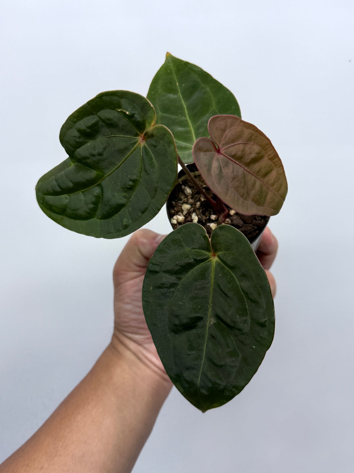 Anthurium hoffmannii Red Sinus aka Blood Moon P75