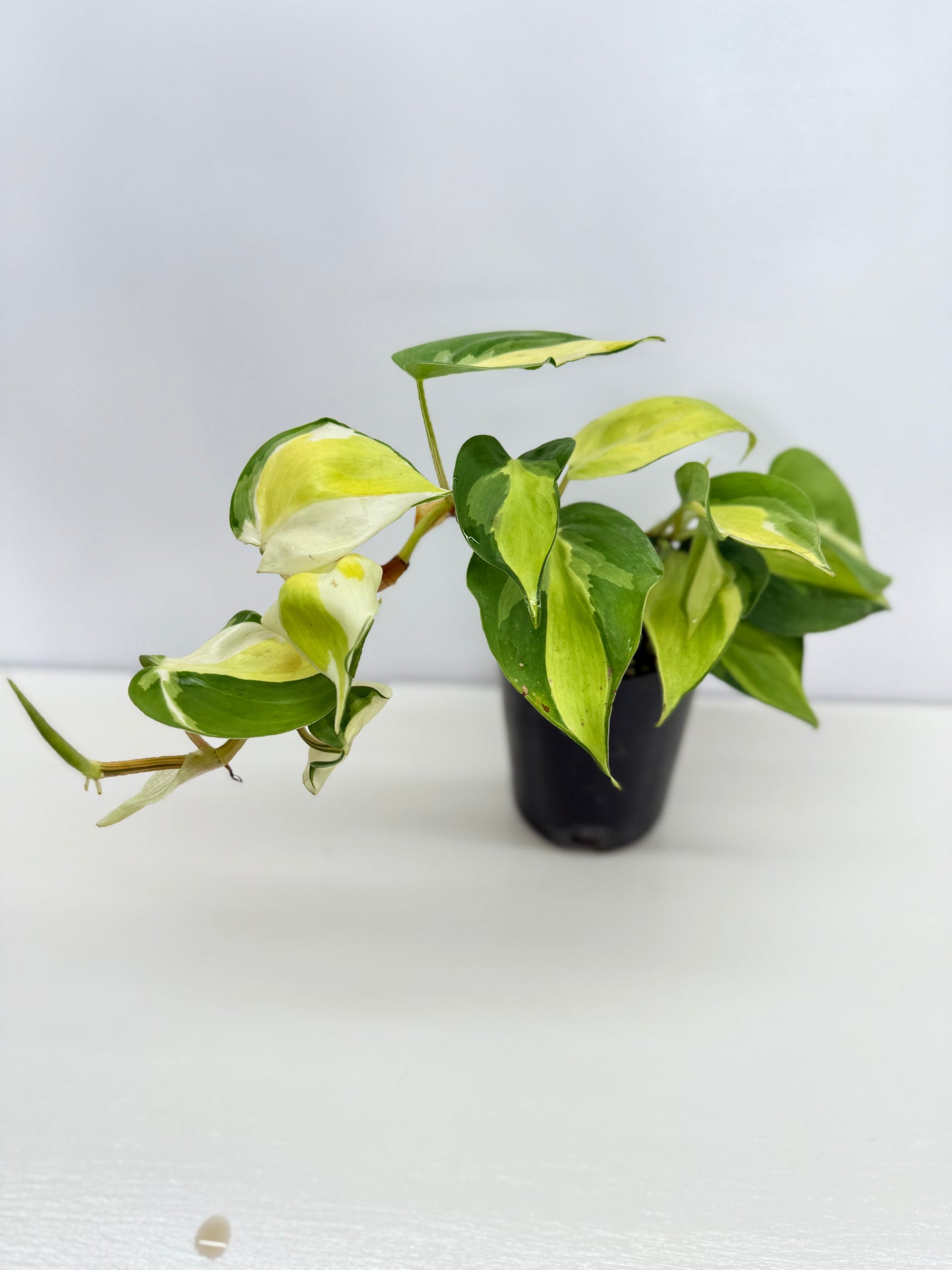 Philodendron Cream Splash - Best Pick of the Crop!