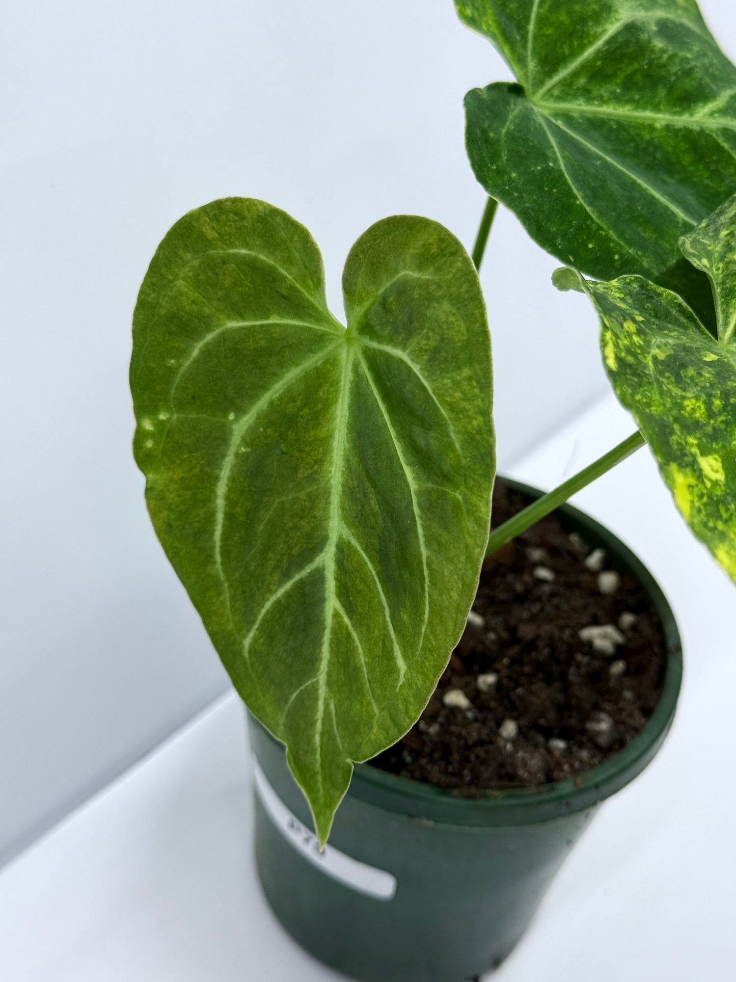 Anthurium Variegated Forgetii Hybrid P79
