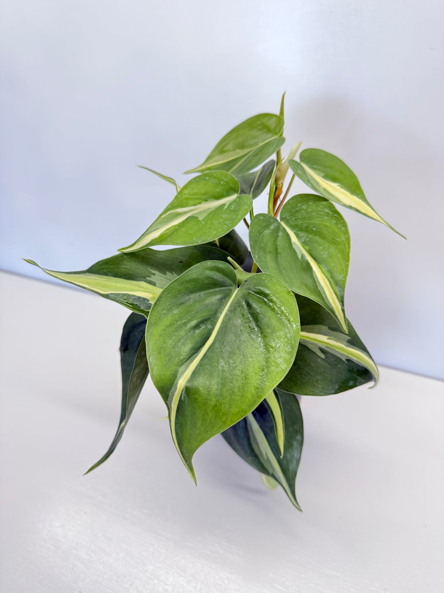 Philodendron hederaceum Silver Stripe - Best Pick of the Crop!