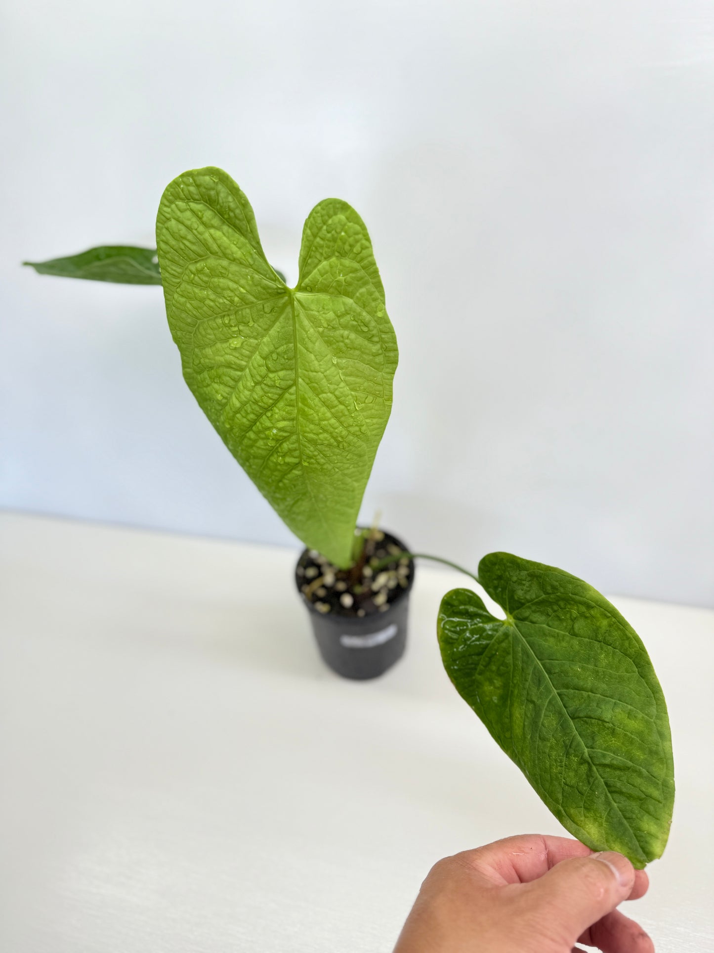 Anthurium Rotolanteum - Large Z80