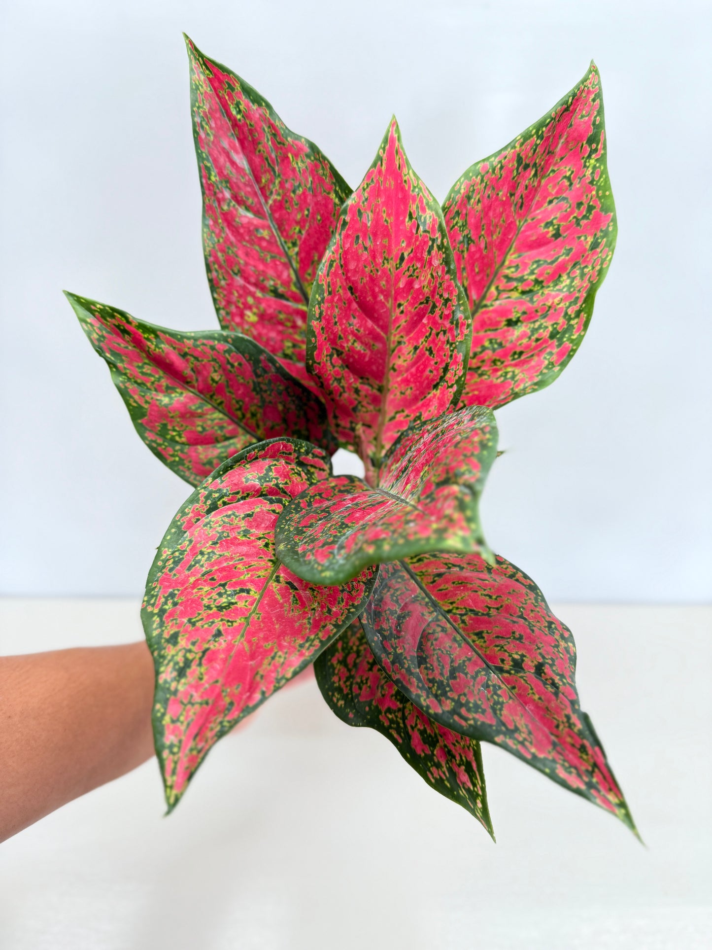 Aglaonema Anyamanee - Best Pick of the Crop!