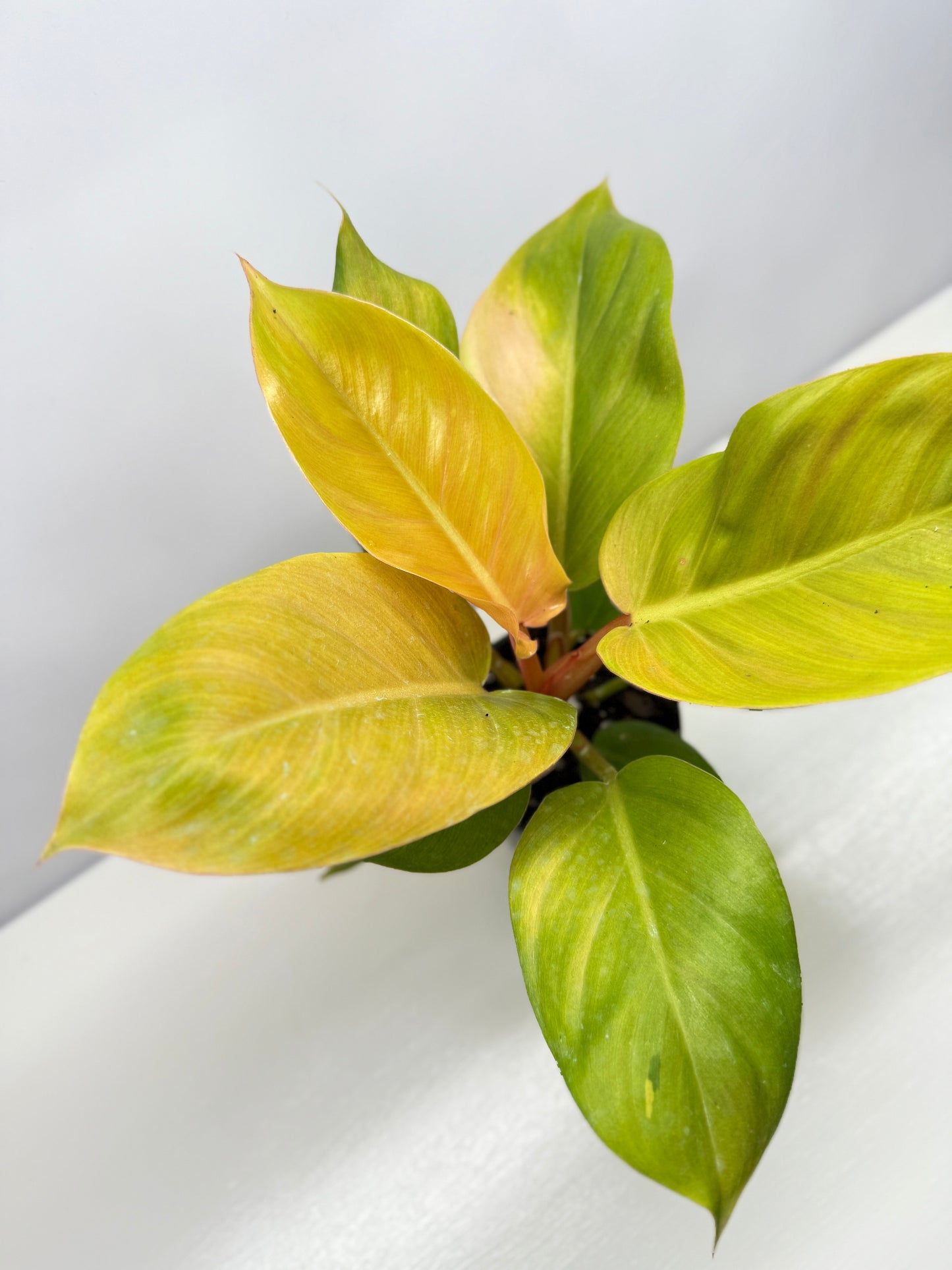Philodendron Imperial Gold - Best Pick of the Crop!