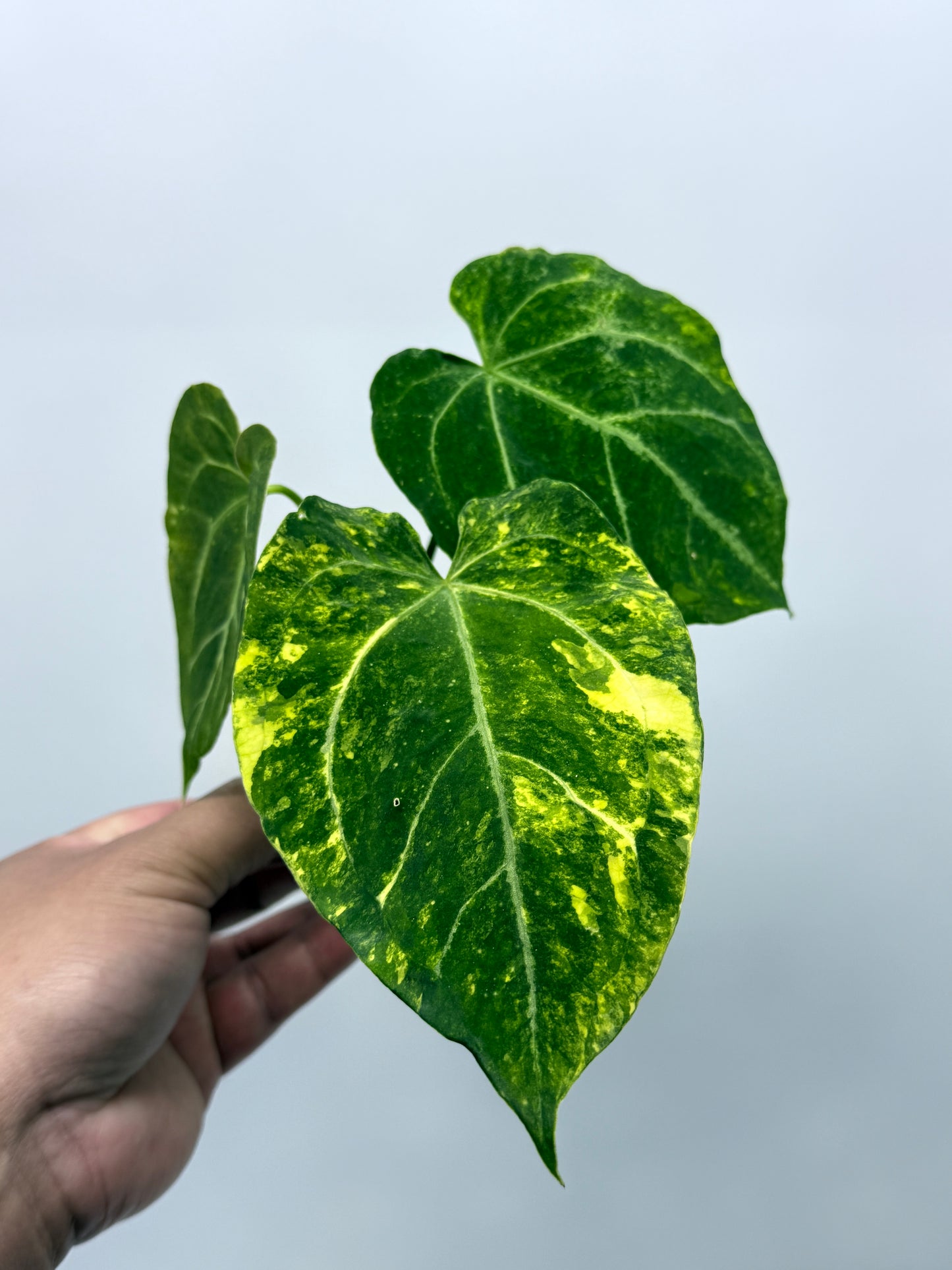 Anthurium Variegated Forgetii Hybrid P79