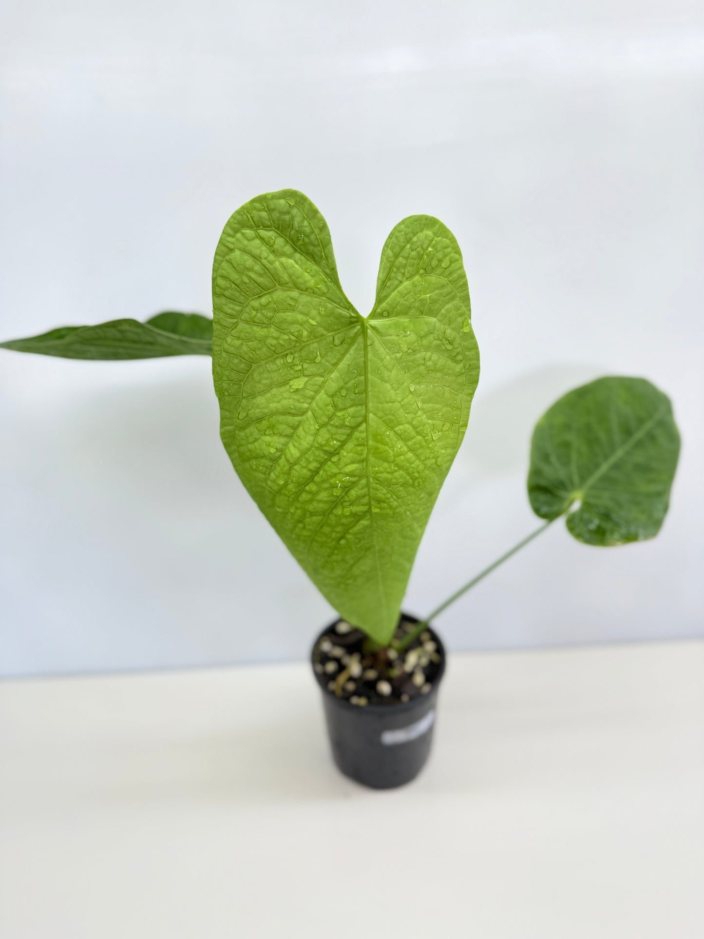 Anthurium Rotolanteum - Large Z80