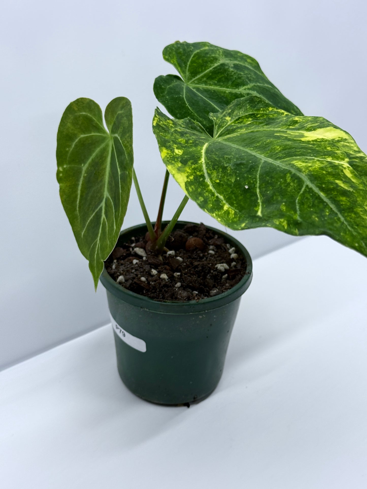 Anthurium Variegated Forgetii Hybrid P79