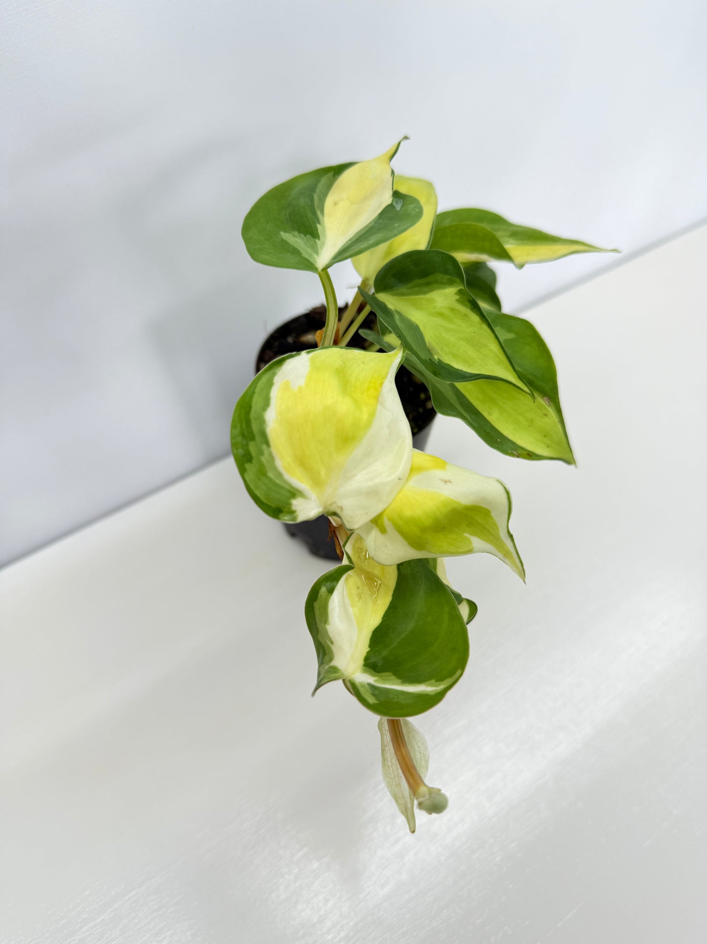 Philodendron Cream Splash - Best Pick of the Crop!