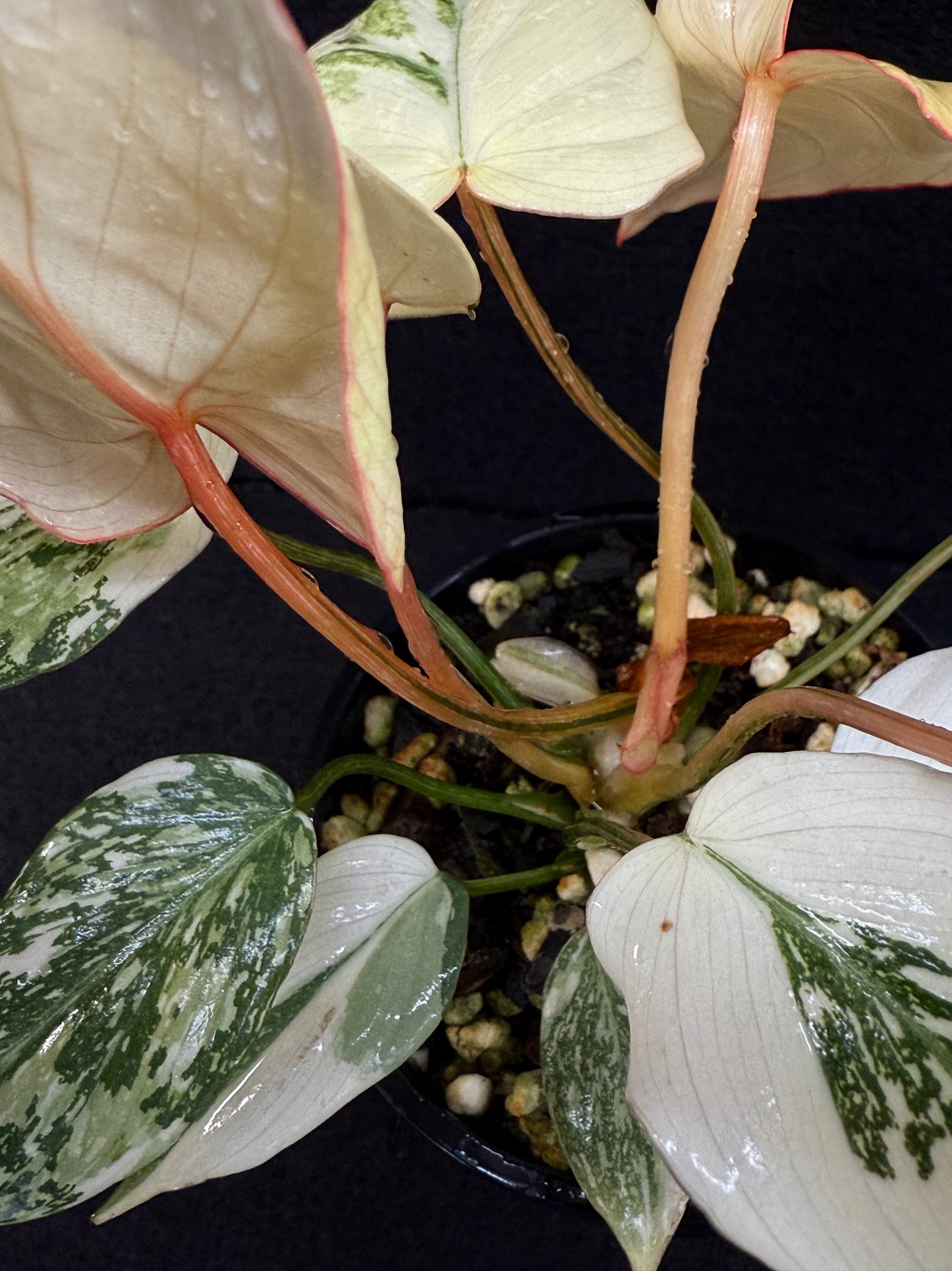 Philodendron Gloriosum Variegata C48