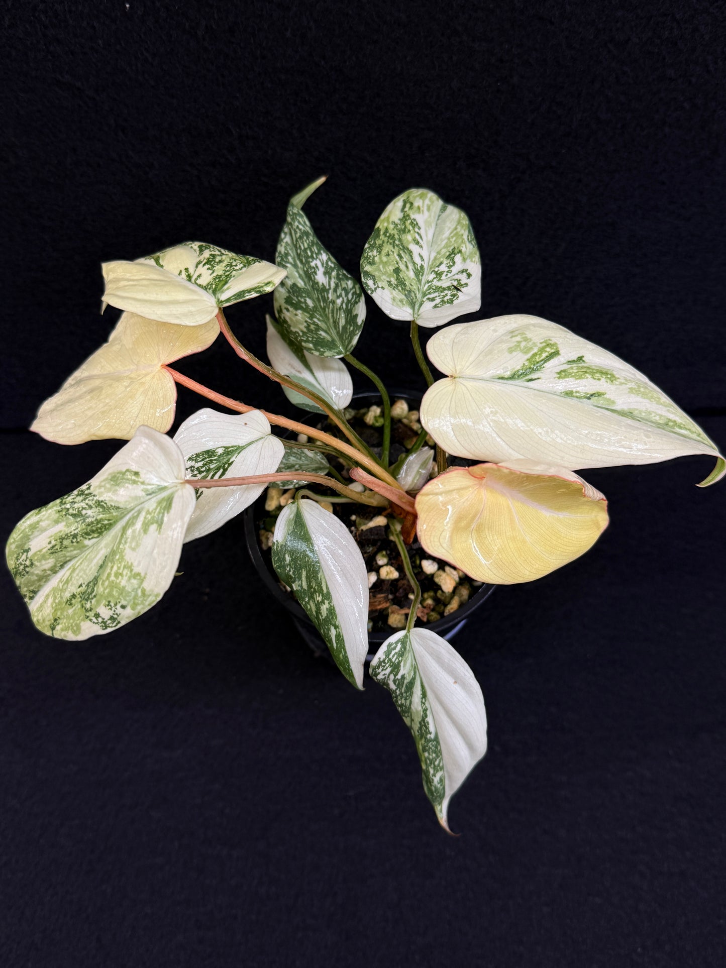 Philodendron Gloriosum Variegata C48