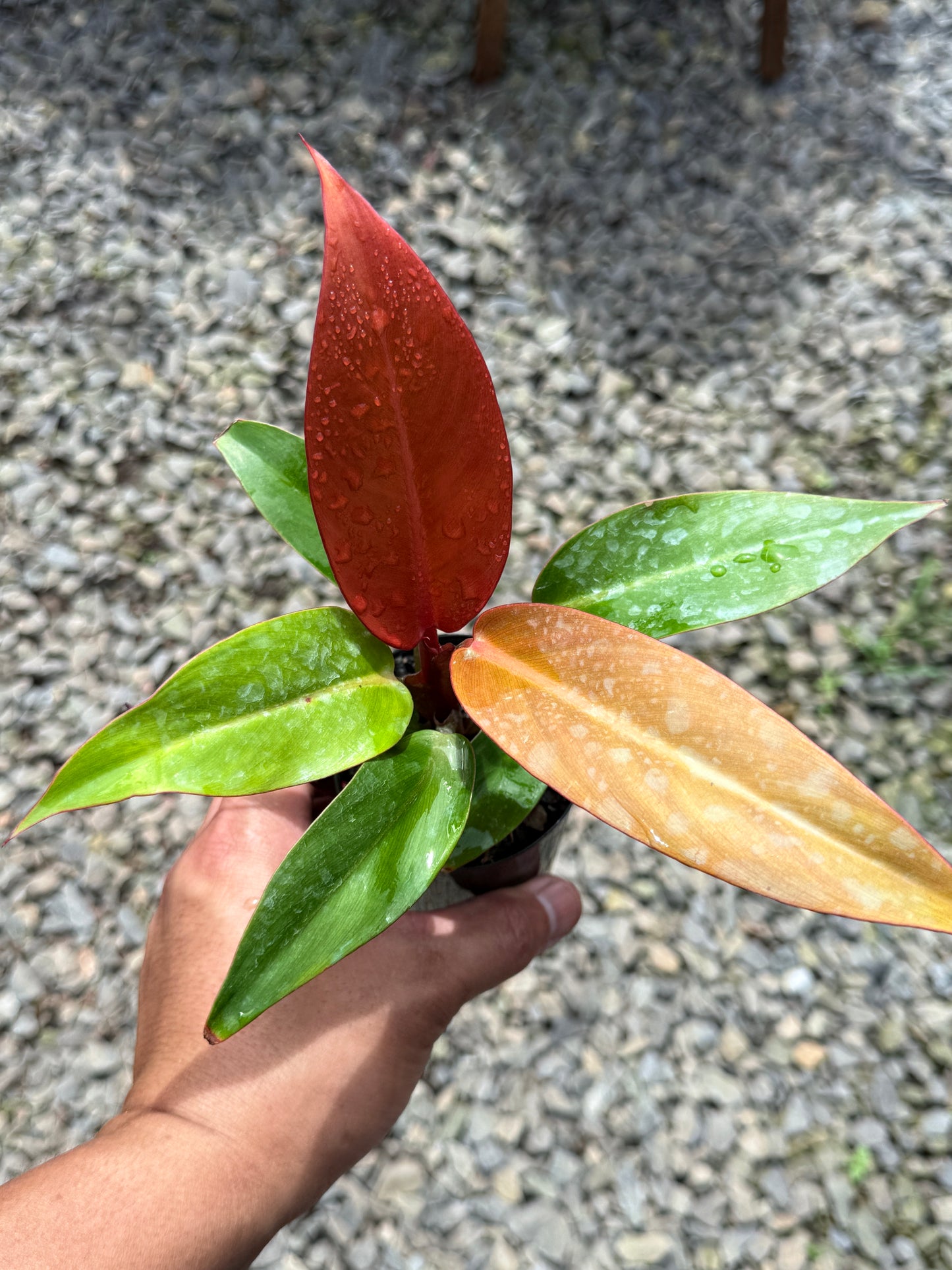 Philodendron Red Sun (75mm Pot)