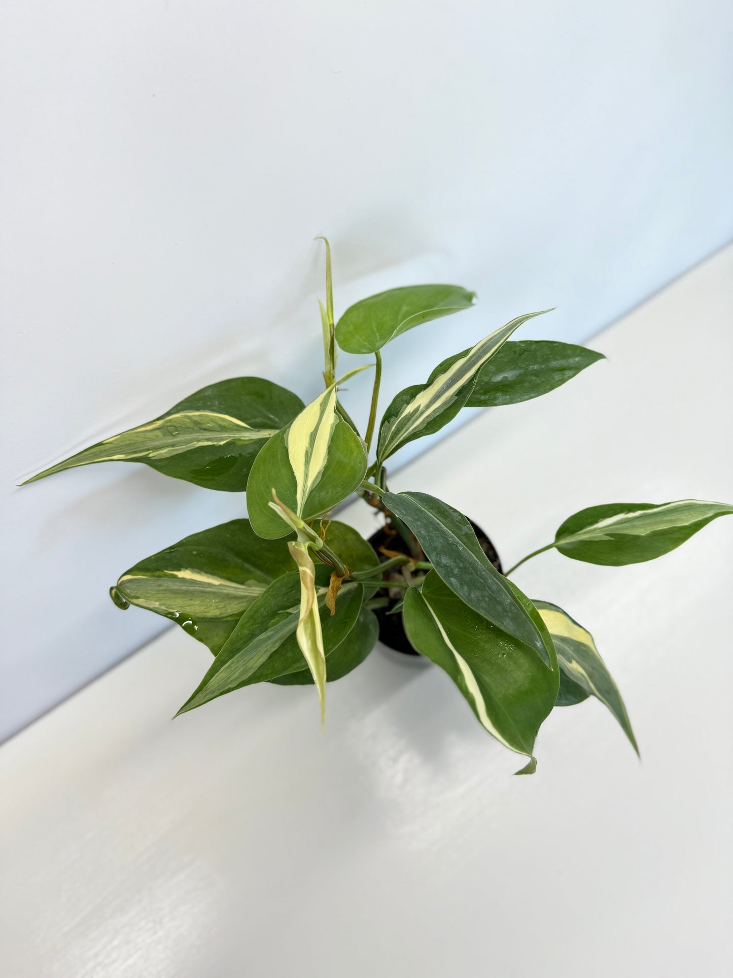 Philodendron hederaceum Rio - Best Pick of the Crop!