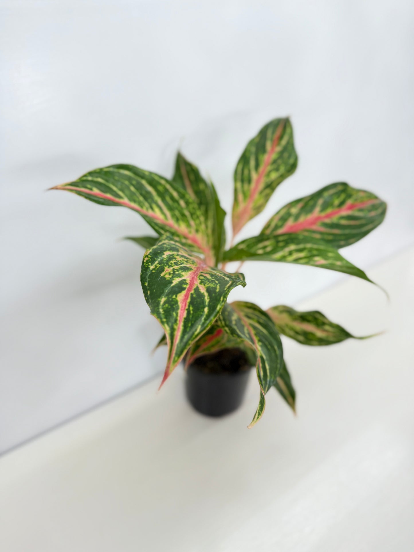 Aglaonema Night Sparkle - Best Pick of the Crop!