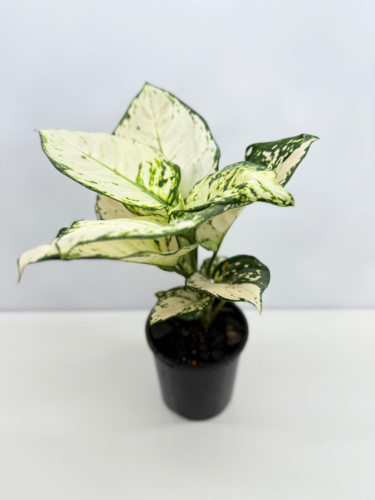 Aglaonema Super White - Best Pick of the Crop!