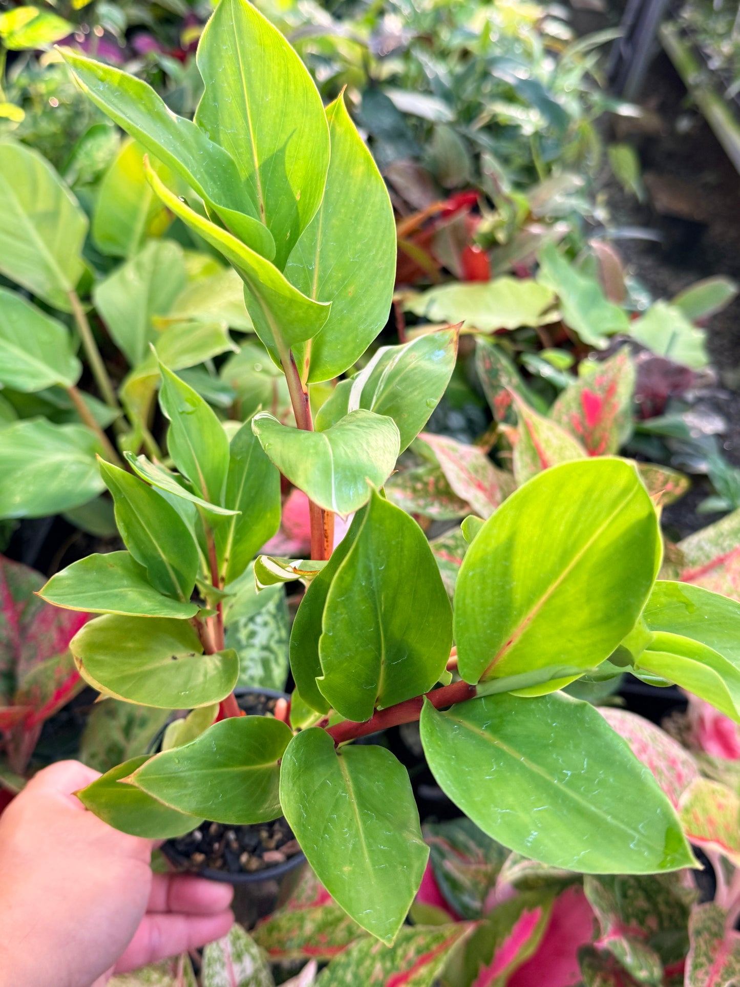 Pleuranthodium schlecteri 'Variegated Dwarf Ginger' - Rarely Offered G39
