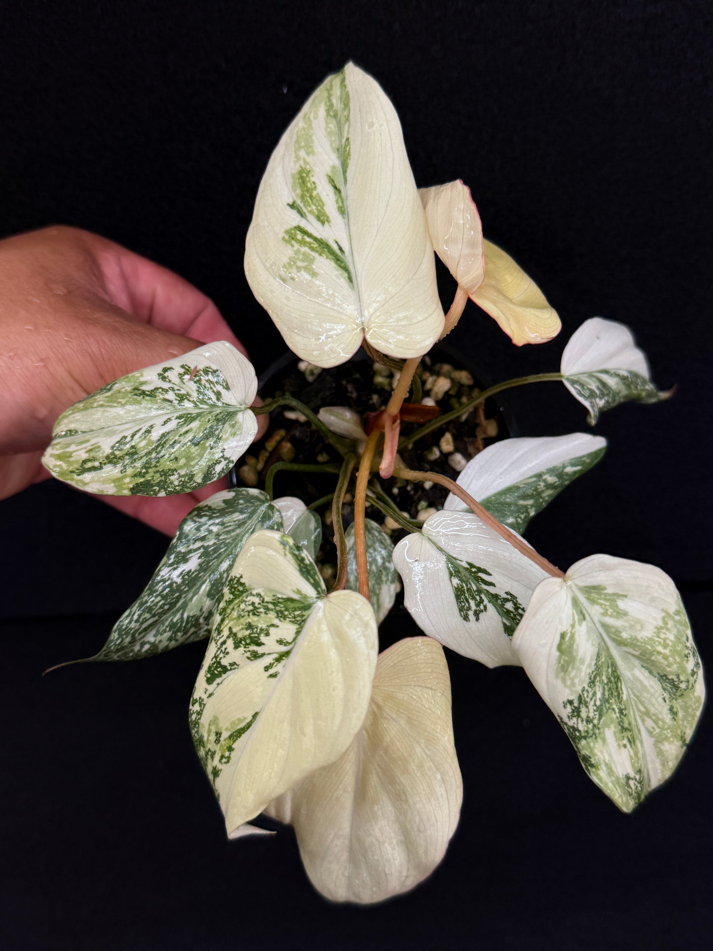 Philodendron Gloriosum Variegata C48