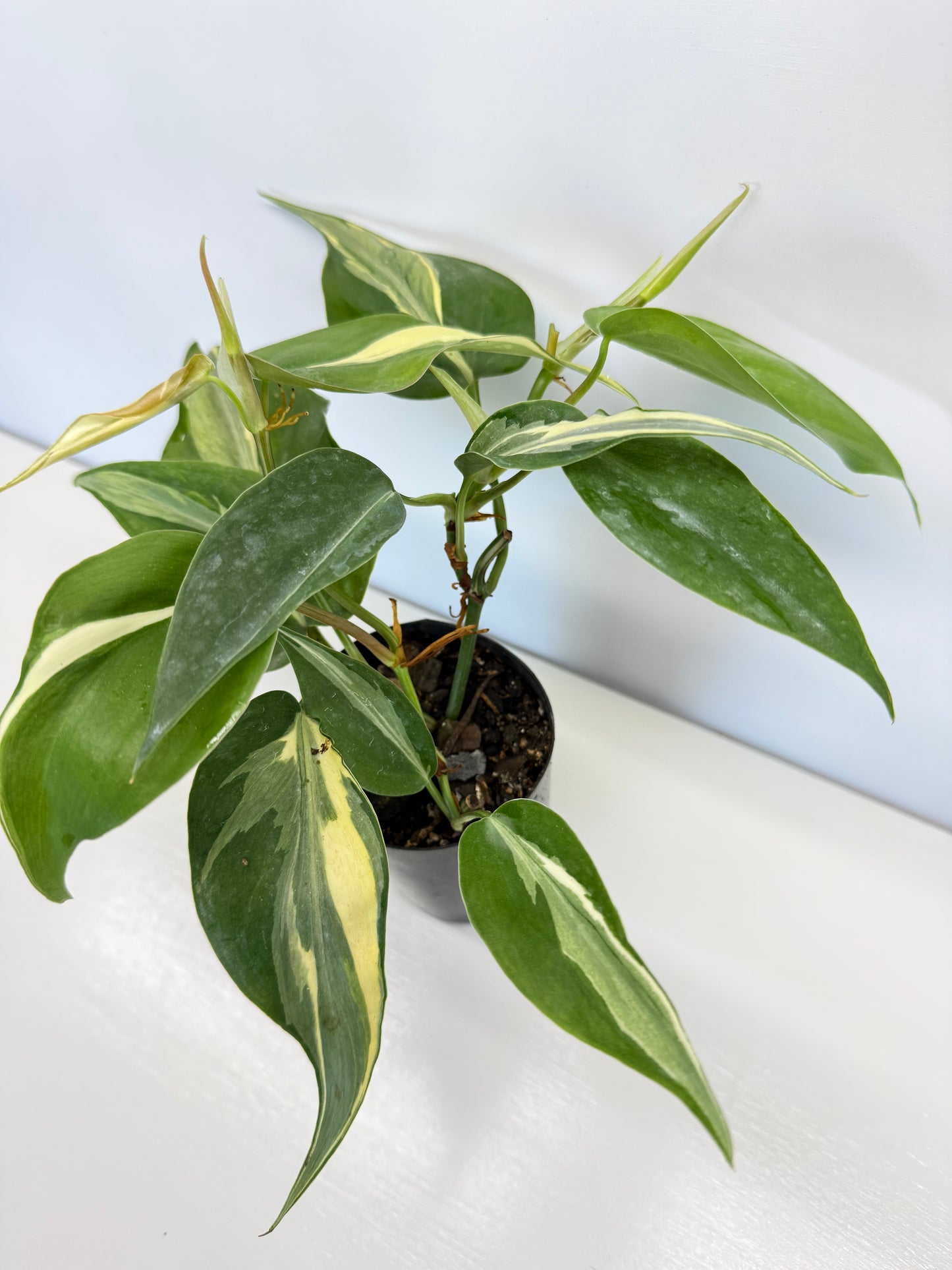Philodendron hederaceum Rio - Best Pick of the Crop!