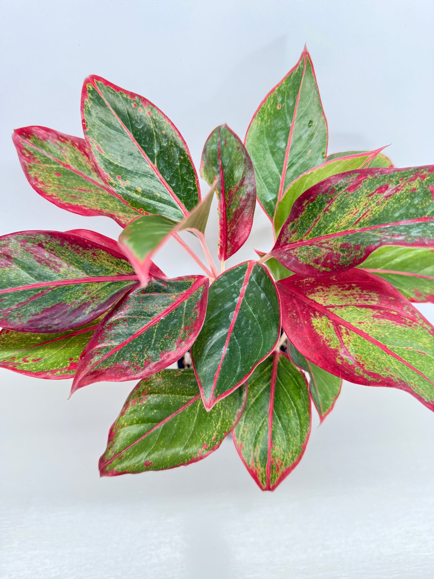 Aglaonema Siam Aurora - Best Pick of the Crop!