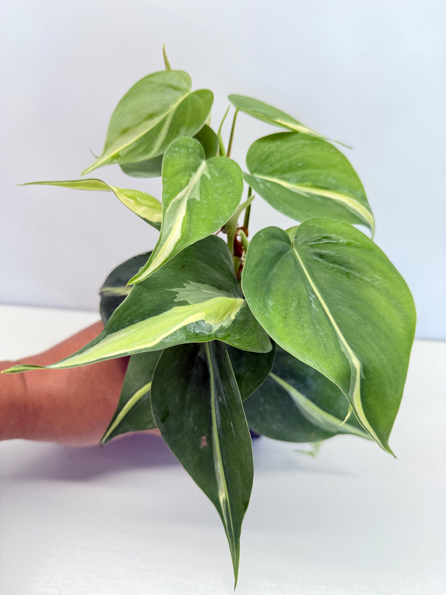 Philodendron hederaceum Silver Stripe - Best Pick of the Crop!