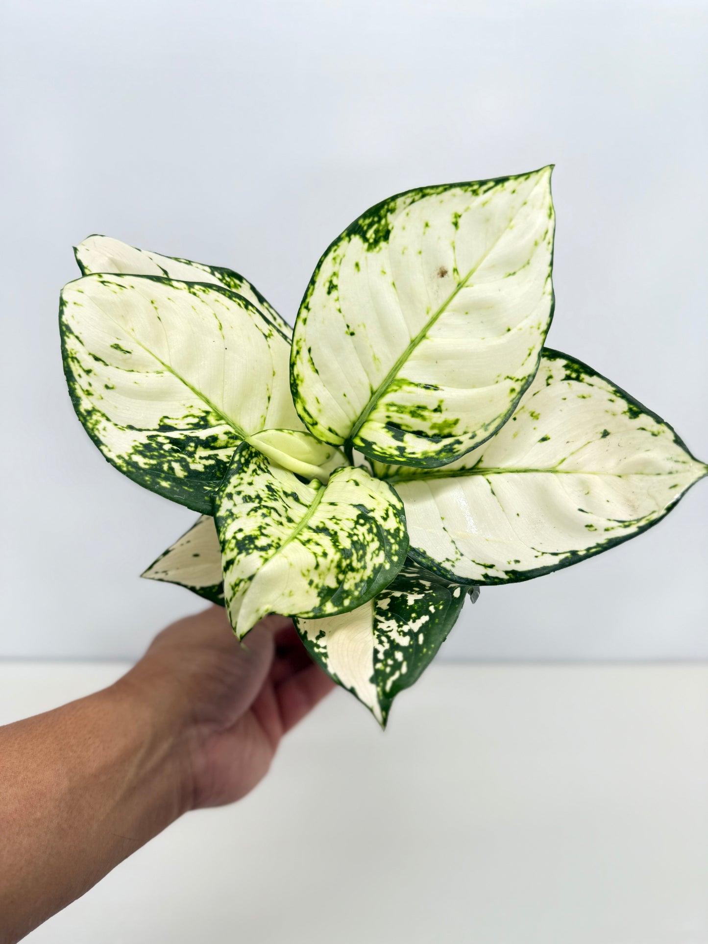 Aglaonema Super White - Best Pick of the Crop!