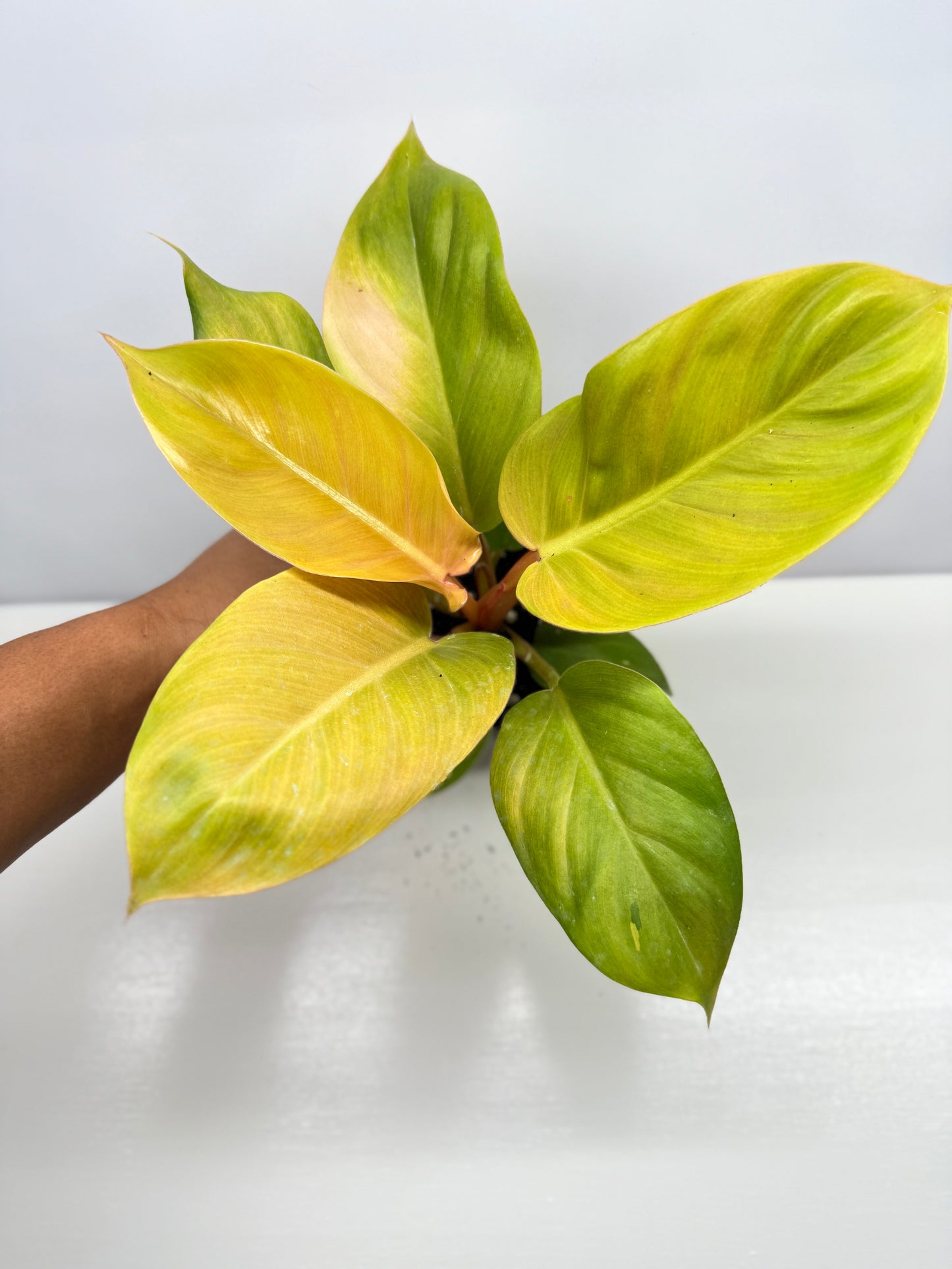 Philodendron Imperial Gold - Best Pick of the Crop!