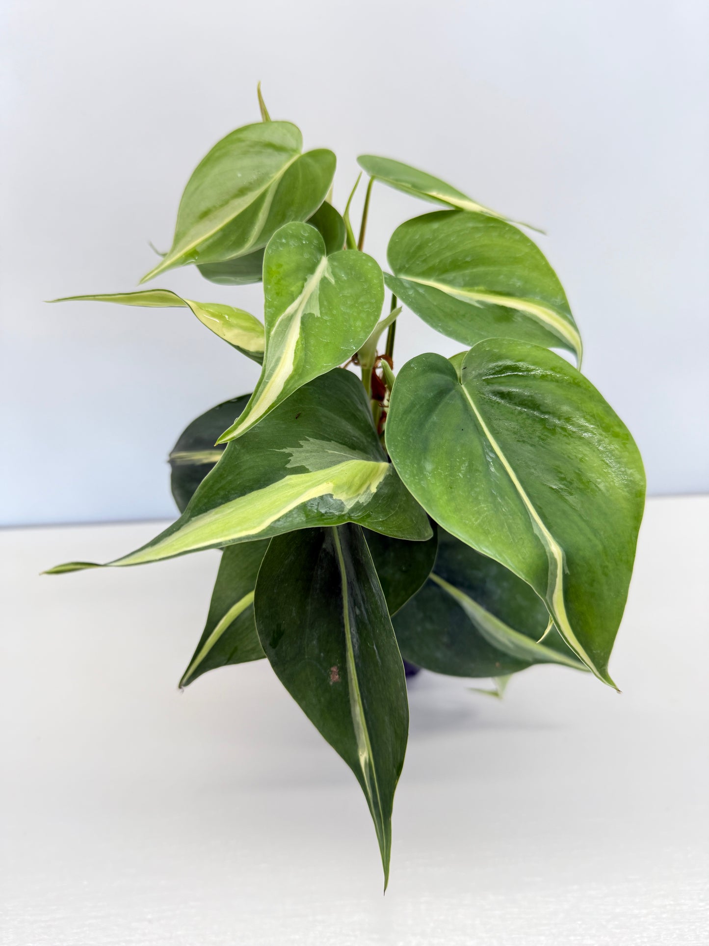 Philodendron hederaceum Silver Stripe - Best Pick of the Crop!