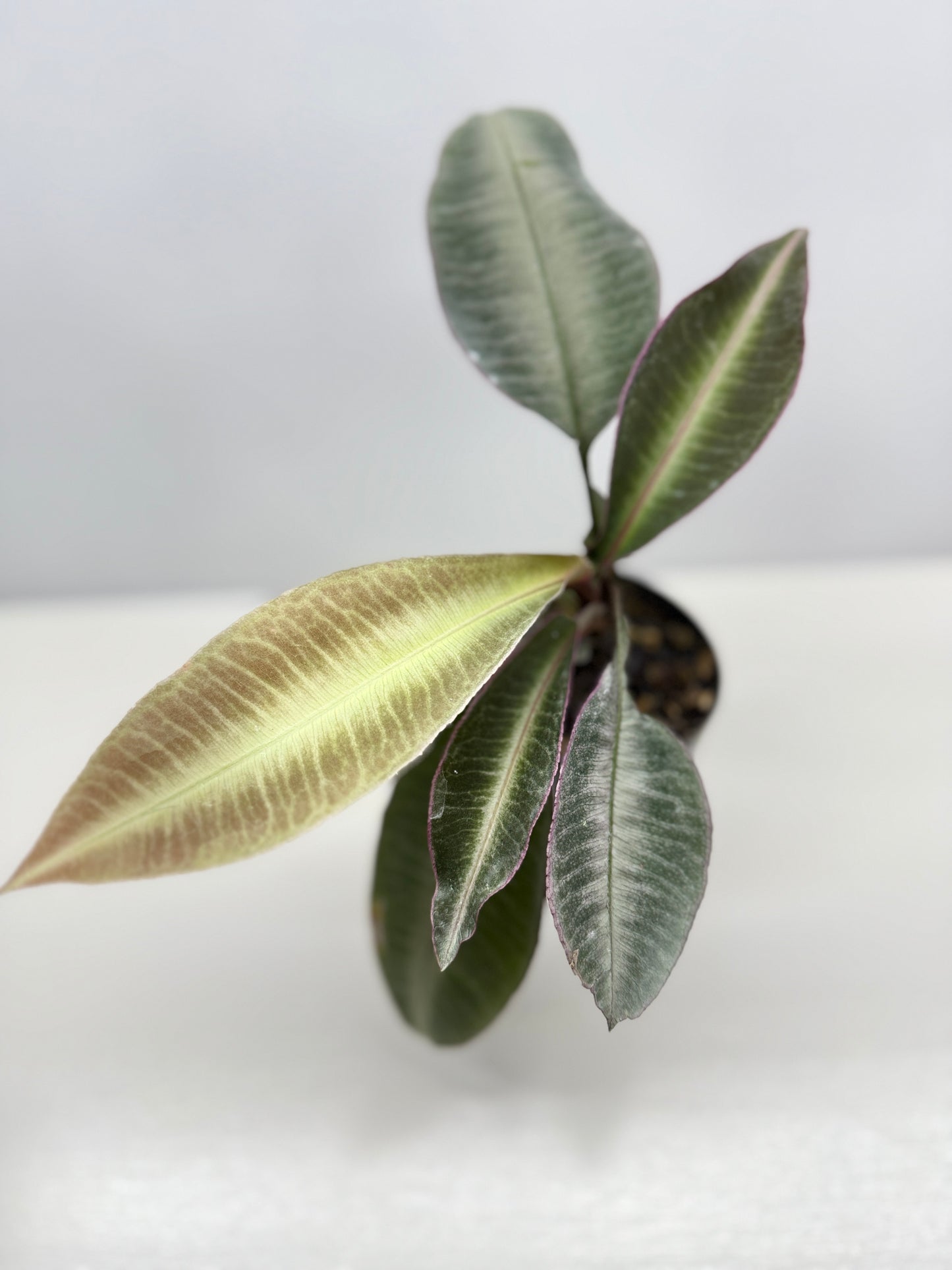 Labisia Pumila Pink Sumatra - Best Pick of the Crop!