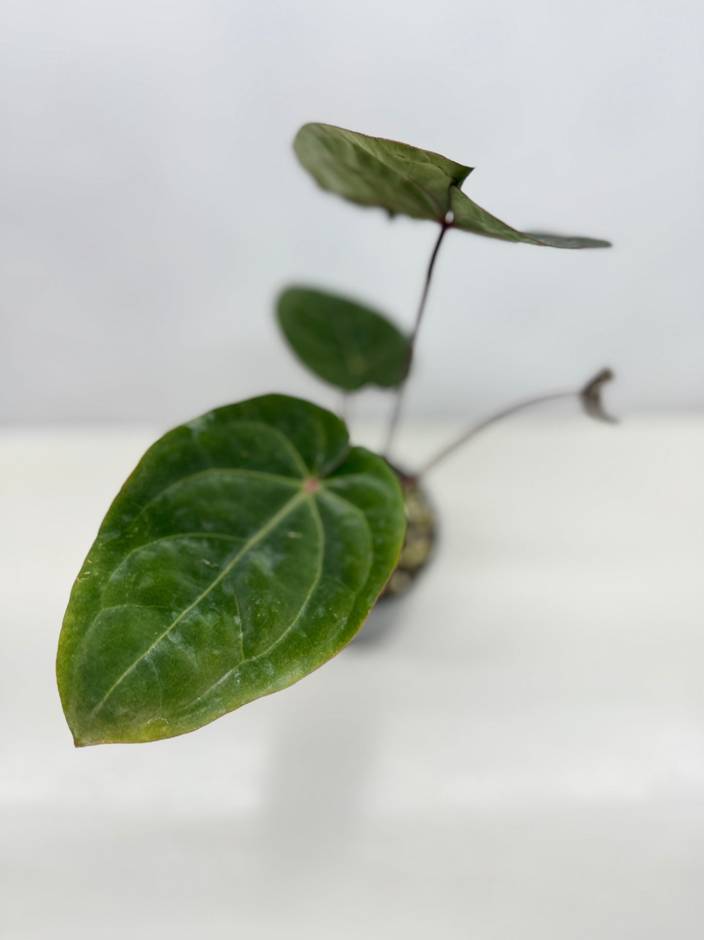 Anthurium hoffmannii Red Sinus aka Blood Moon - Rarely Offered V16