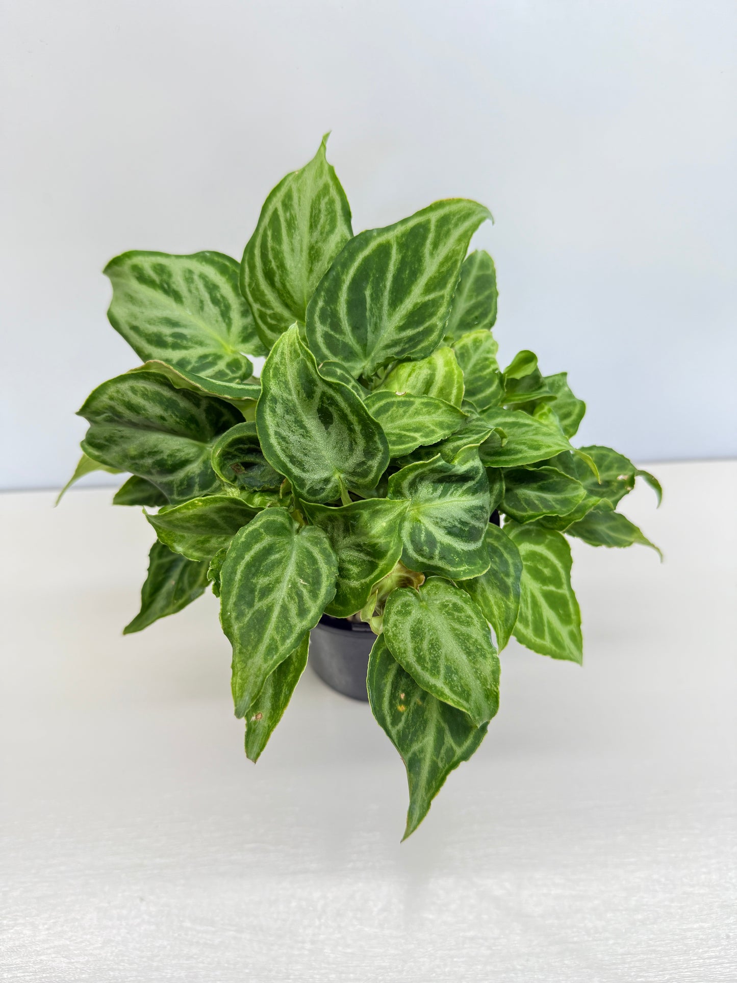 Anthurium crystallinium Dorayaki Hybrid Mini - Best Pick of the Crop!
